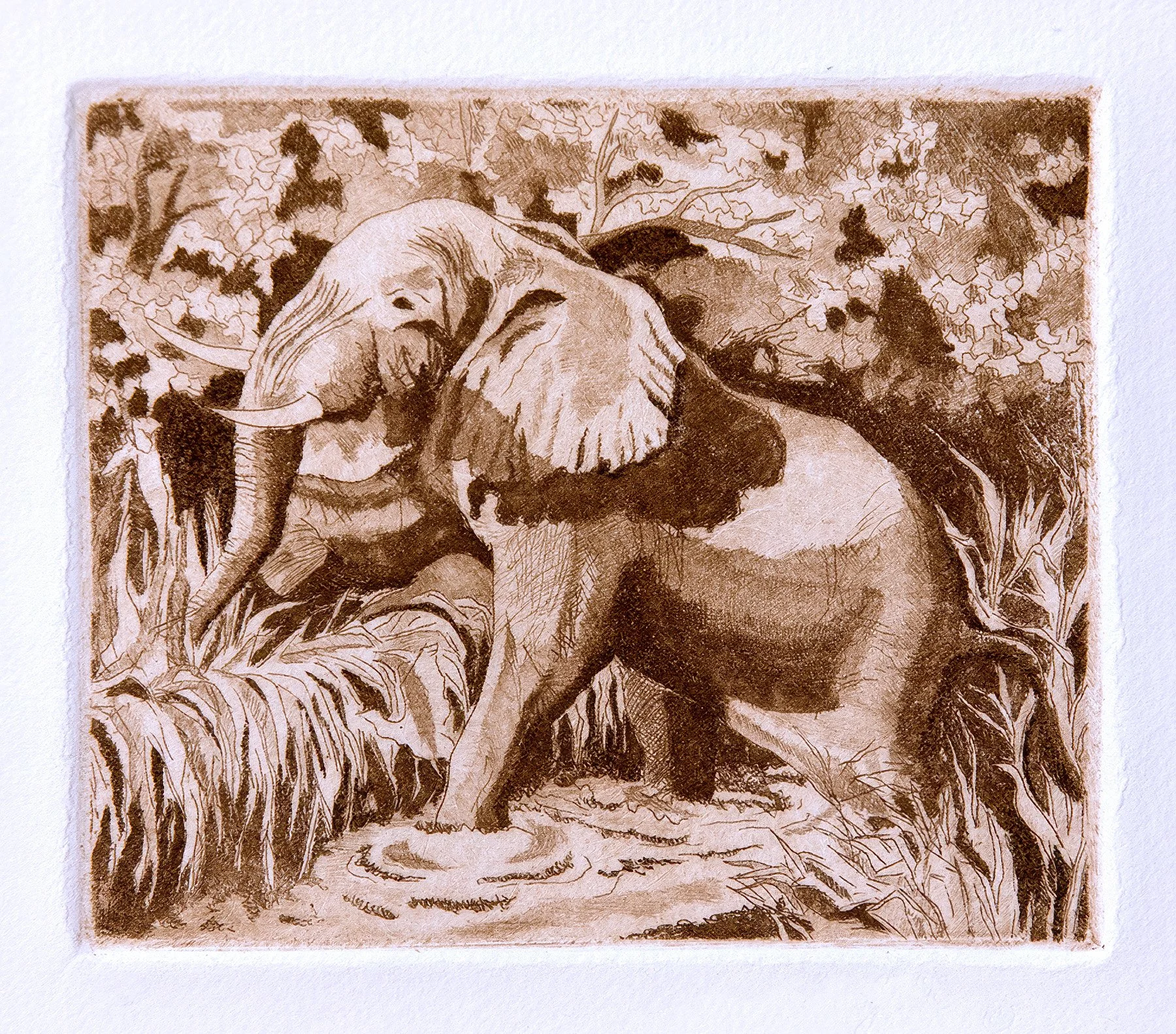 "Elephant" Hand-drawn line etching by artist Susan James. Edition of 100 pieces plus 10 artist proofs. Click the image for more information.