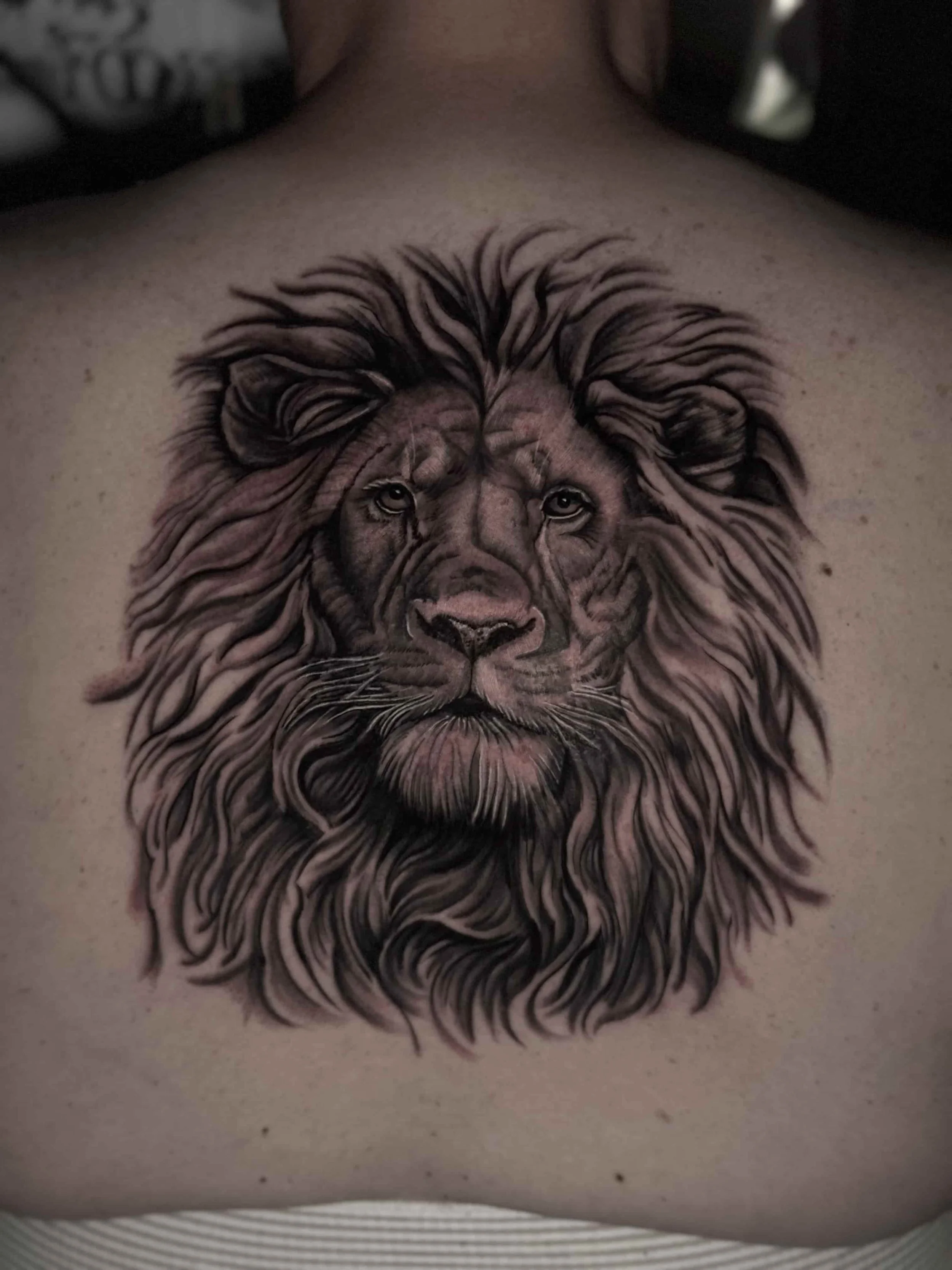 Realism lion tattoo on the back