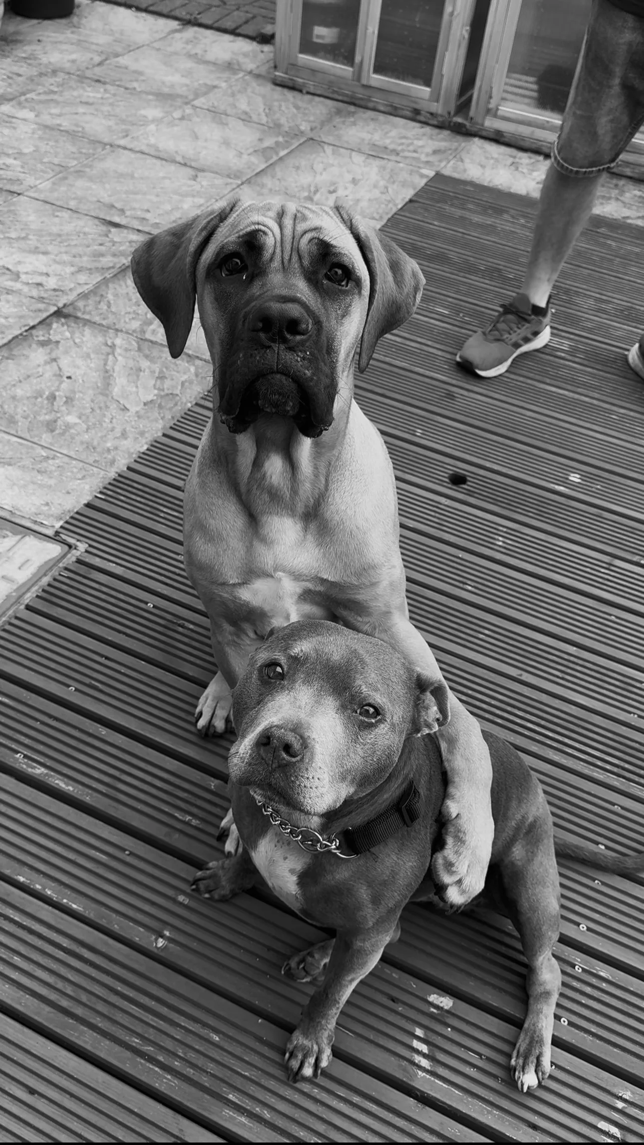 Lily Devlin @harrydevlintattoos @vickydevlin.tattoos @devlin_ink