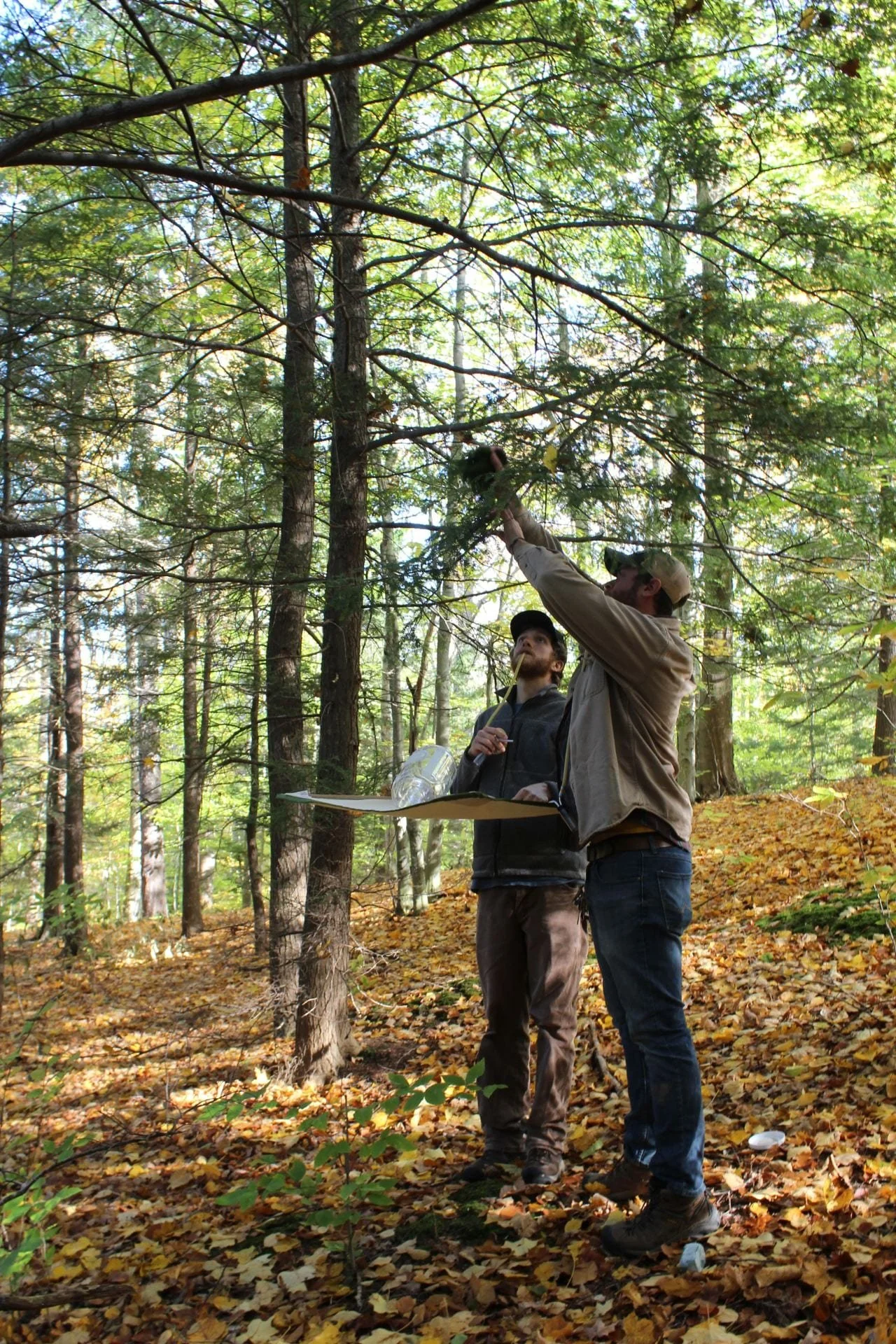 Protecting our Hemlock Stands