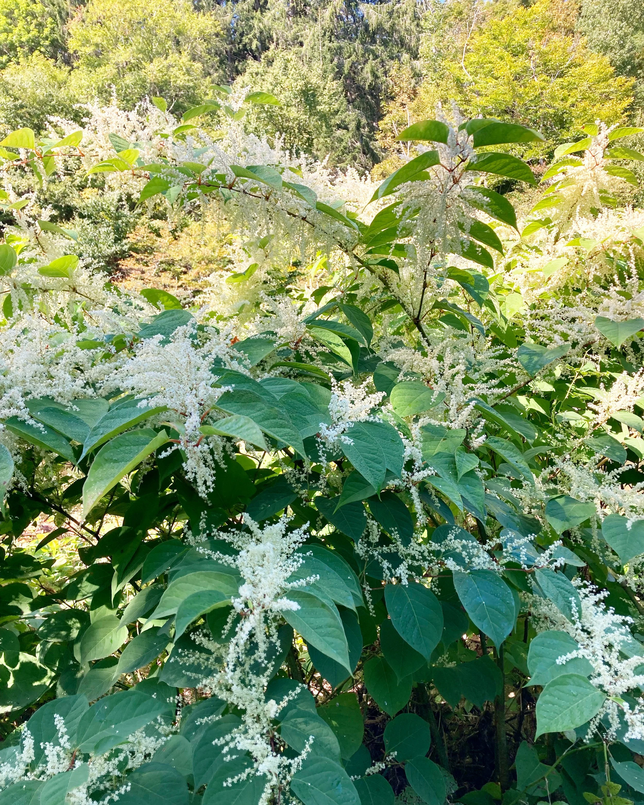 Knotweed Management - Best Practices