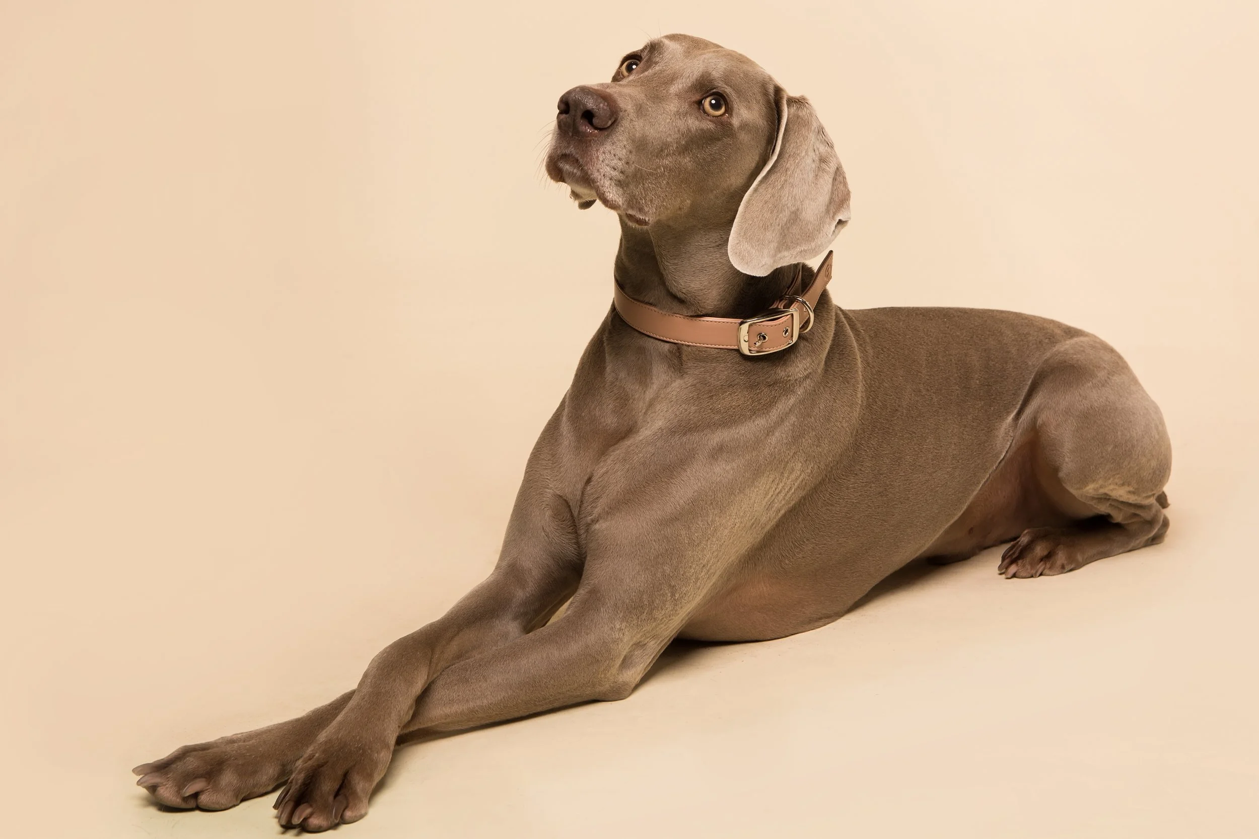 Case Study: Ruff Retreat