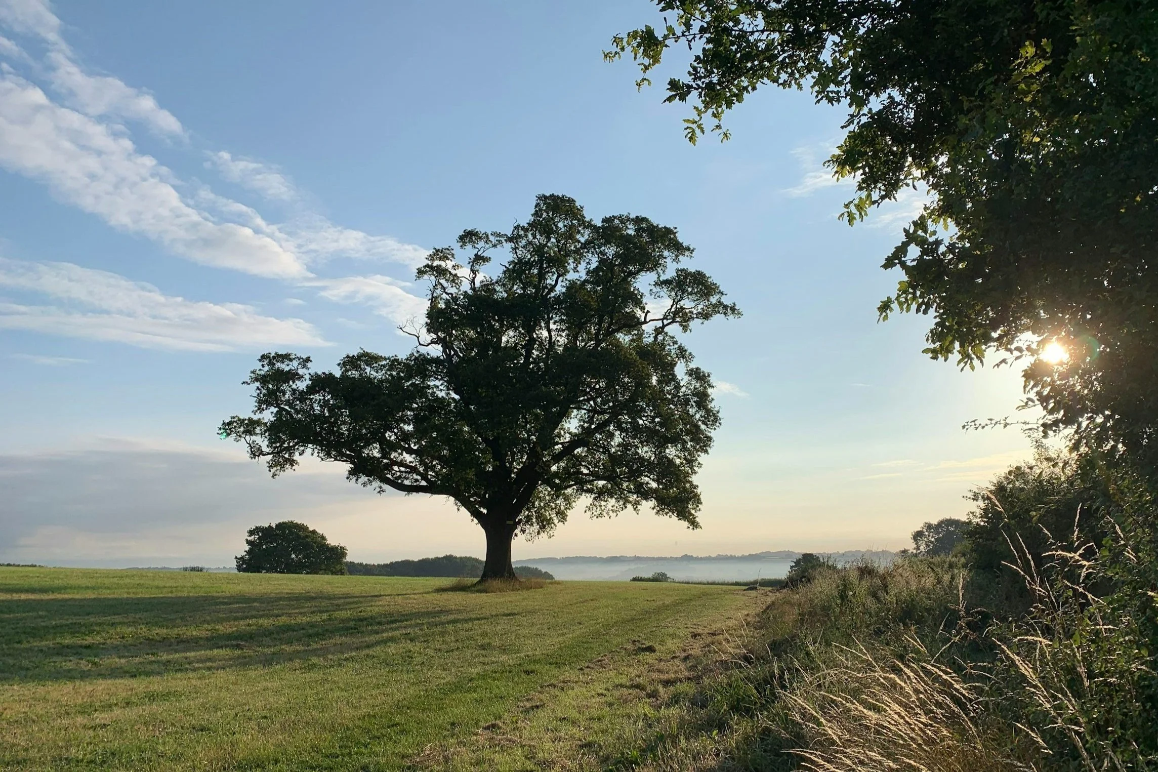 A large tree in a grassy field with a clear blue sky and scattered clouds, with the sun partially hidden behind the foliage on the right side.