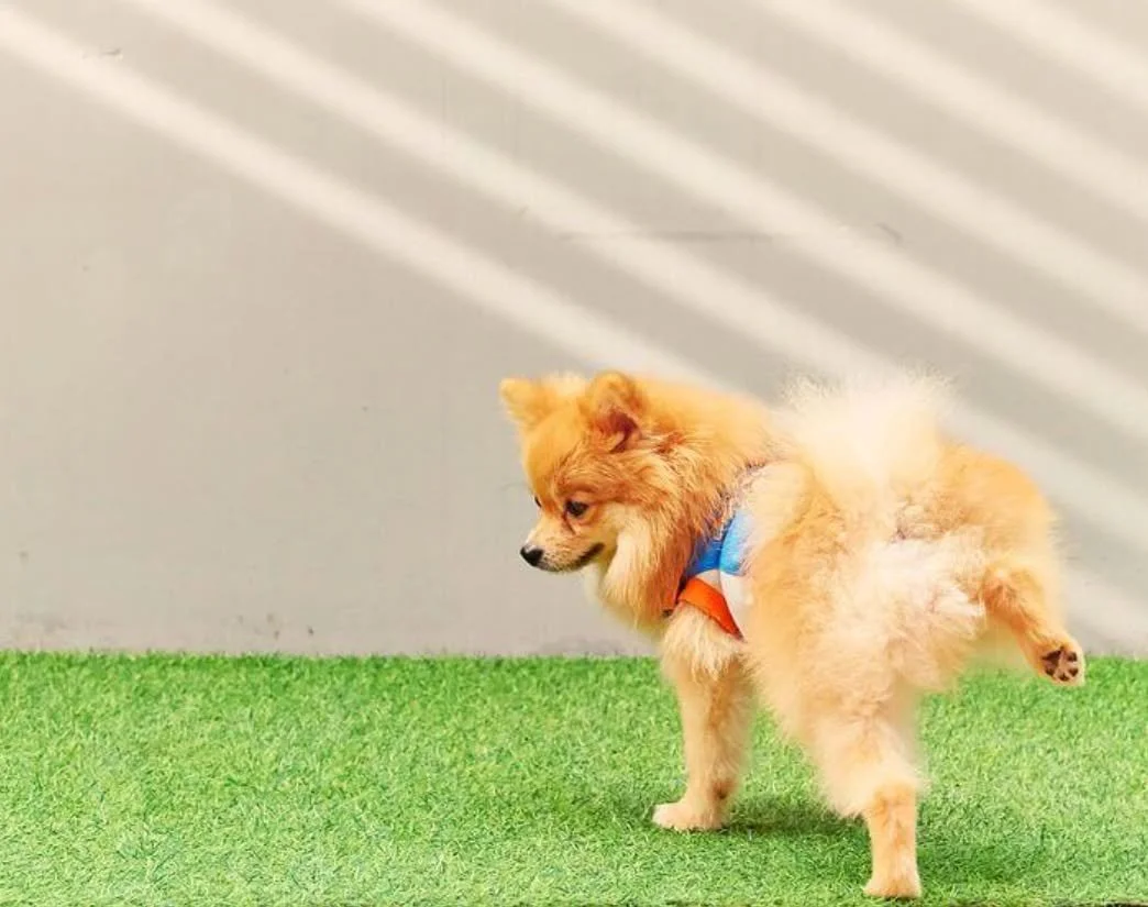 The honest truth about artificial turf and pet odor (no bs)