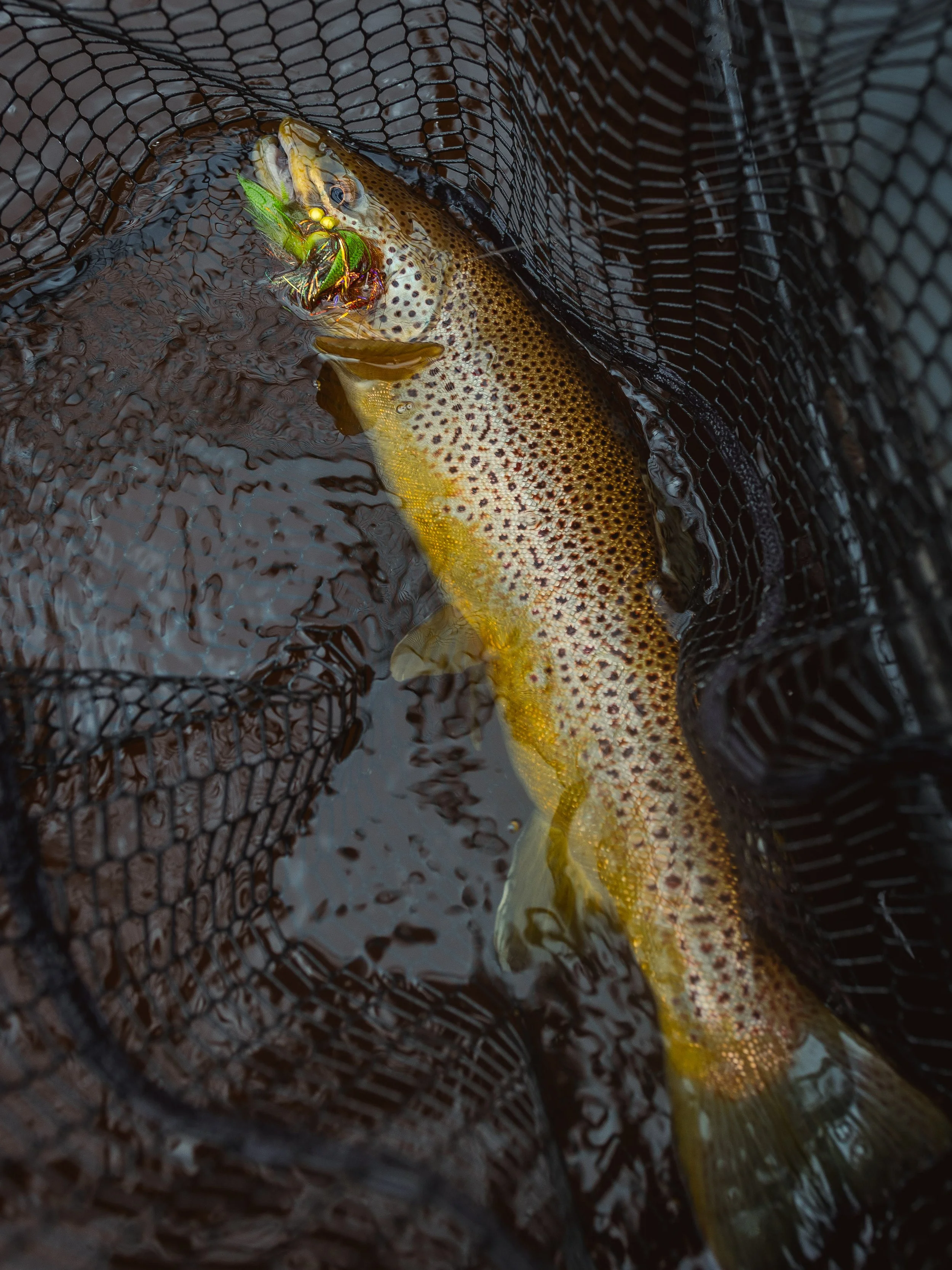WILL TROUT NATTY-21.jpg