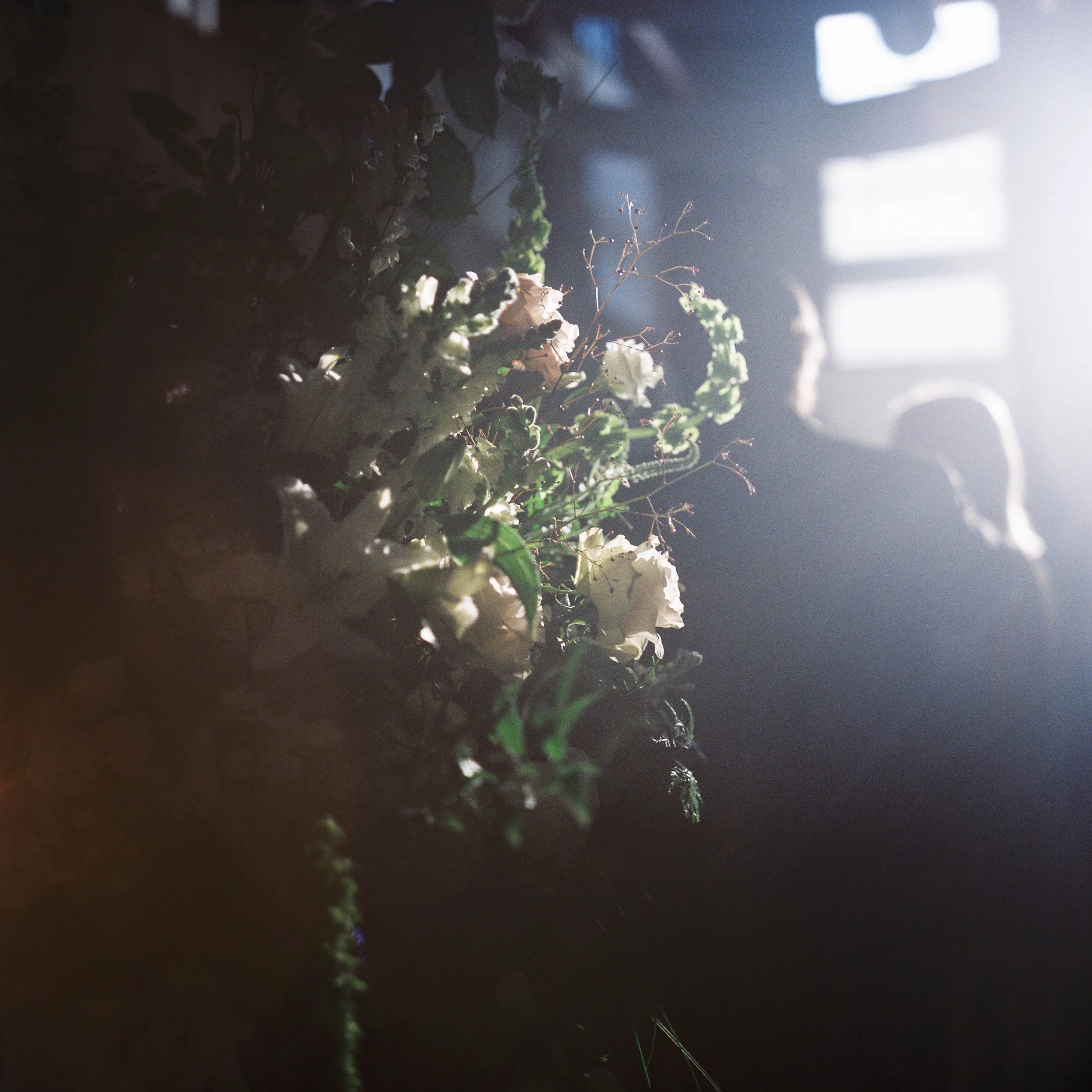 A floral arrangement with white flowers and green foliage under a beam of sunlight, with a bright window in the background.