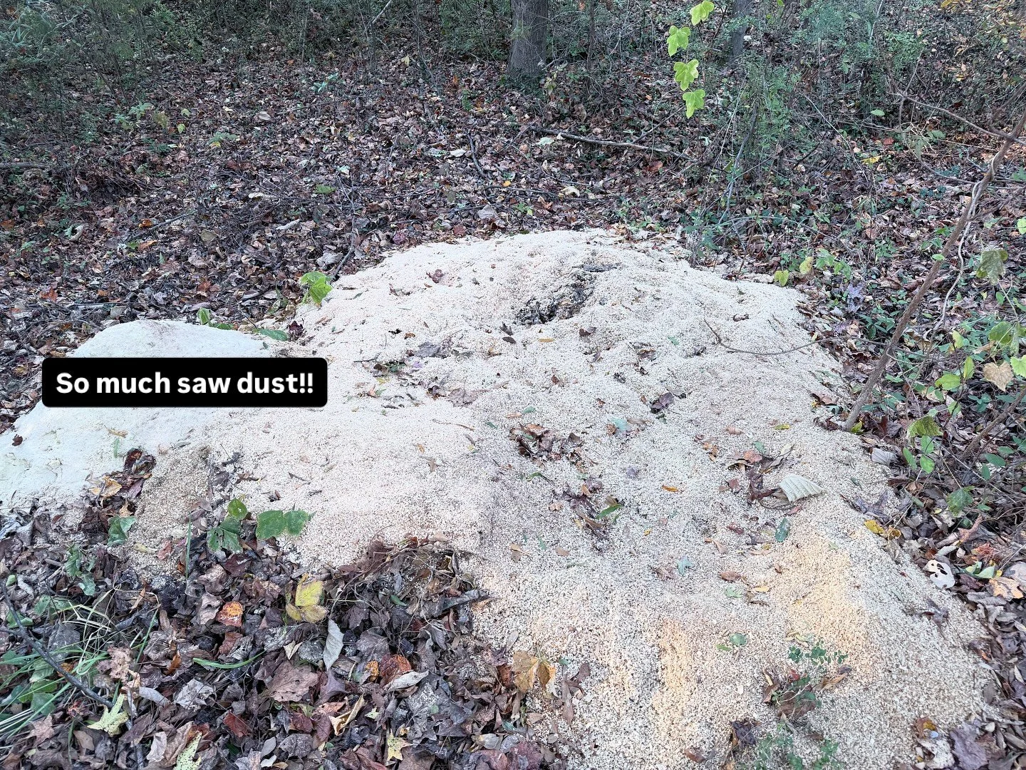 This is my ever growing pile of saw dust. My 9yo, thinks I should bottle it and sale HHW Man Glitter on my website. Who would buy a bottle?? #sawdust #manglitter #manglitterissawdust