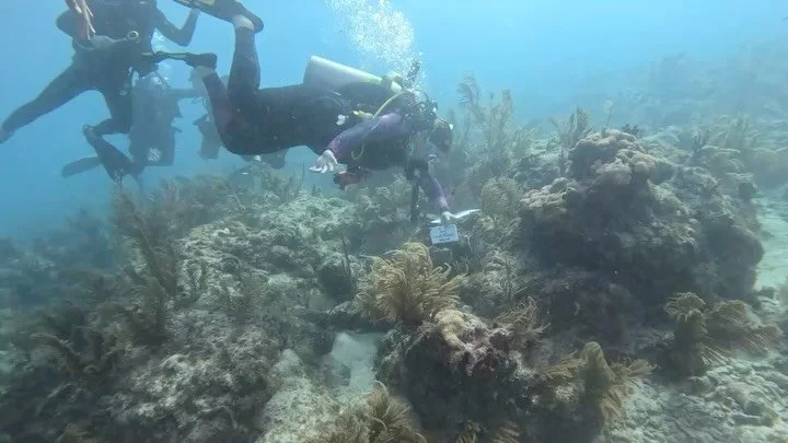 Join us for Dive Against Debris and be part of protecting the reefs we all love.

Coral reefs support marine life, keep ecosystems balanced, and need our help to stay healthy. By removing debris from the ocean, you&rsquo;re directly helping preserve 
