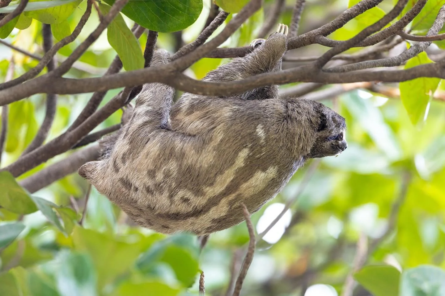 English: Sloth. Spanish: Perezoso. Guaran&iacute;: Ta&auml;mi! This month if May 2025 we had two Special conventions and this was our mascot. Oh the beautiful time we all had and memories that fill our hearts to keep going! We love you all dear deleg