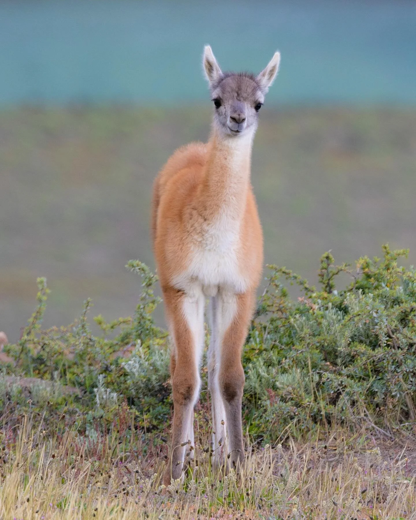 Patagonian Guanaco