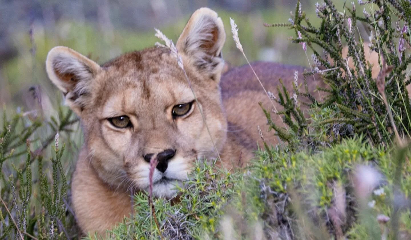 Nothing prepares you for your first puma encounter. You are instantly addicted to keep watching these beautiful animals. Thank you to our amazing guides @iso100outdoor  December 2023