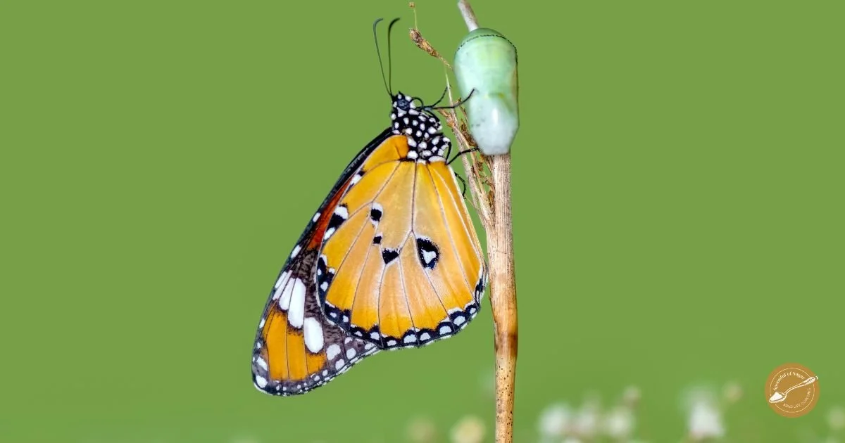 A butterfly emerging from its chrysalis on a green stem