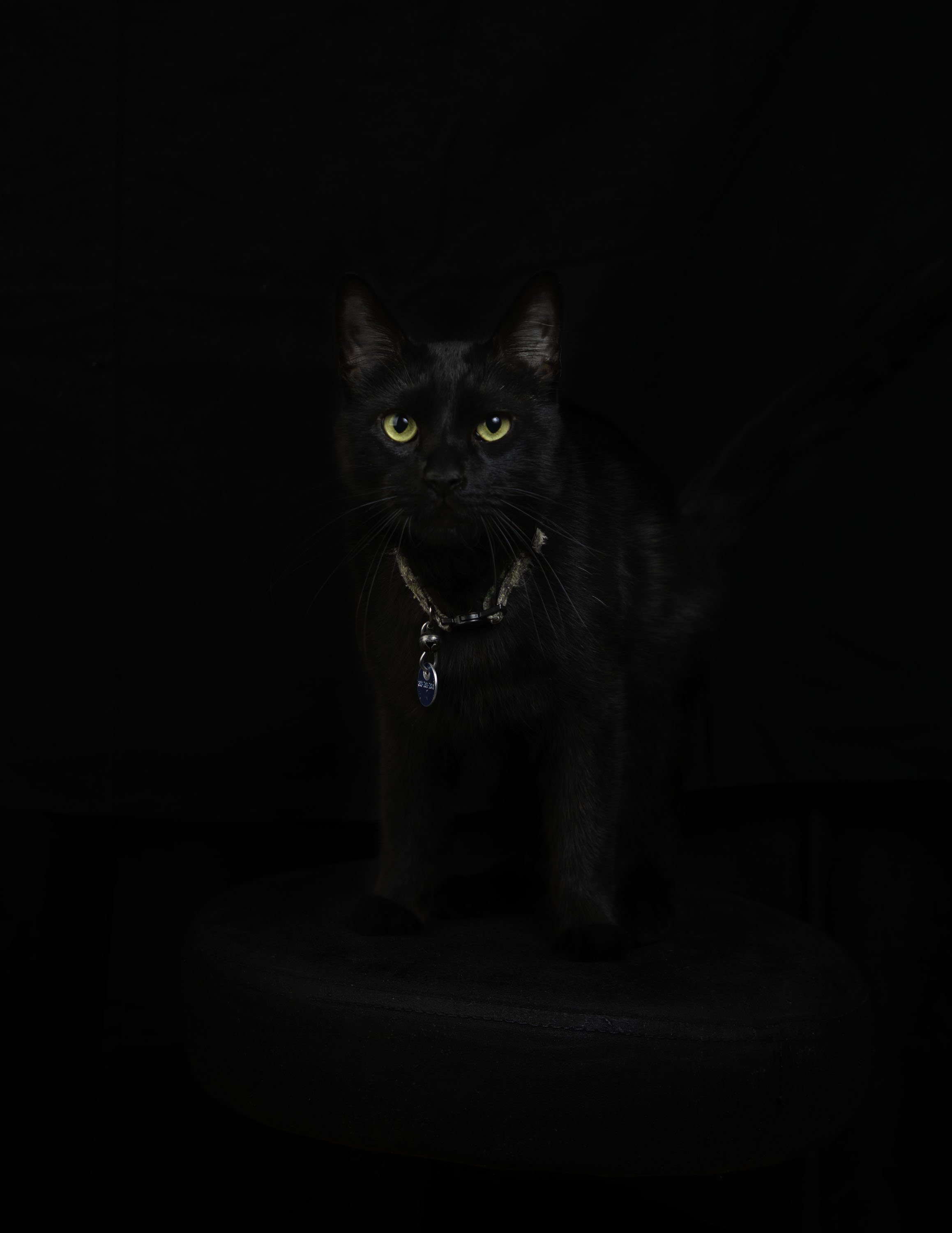 2025_04_08_Portfolio_Paws.jpg