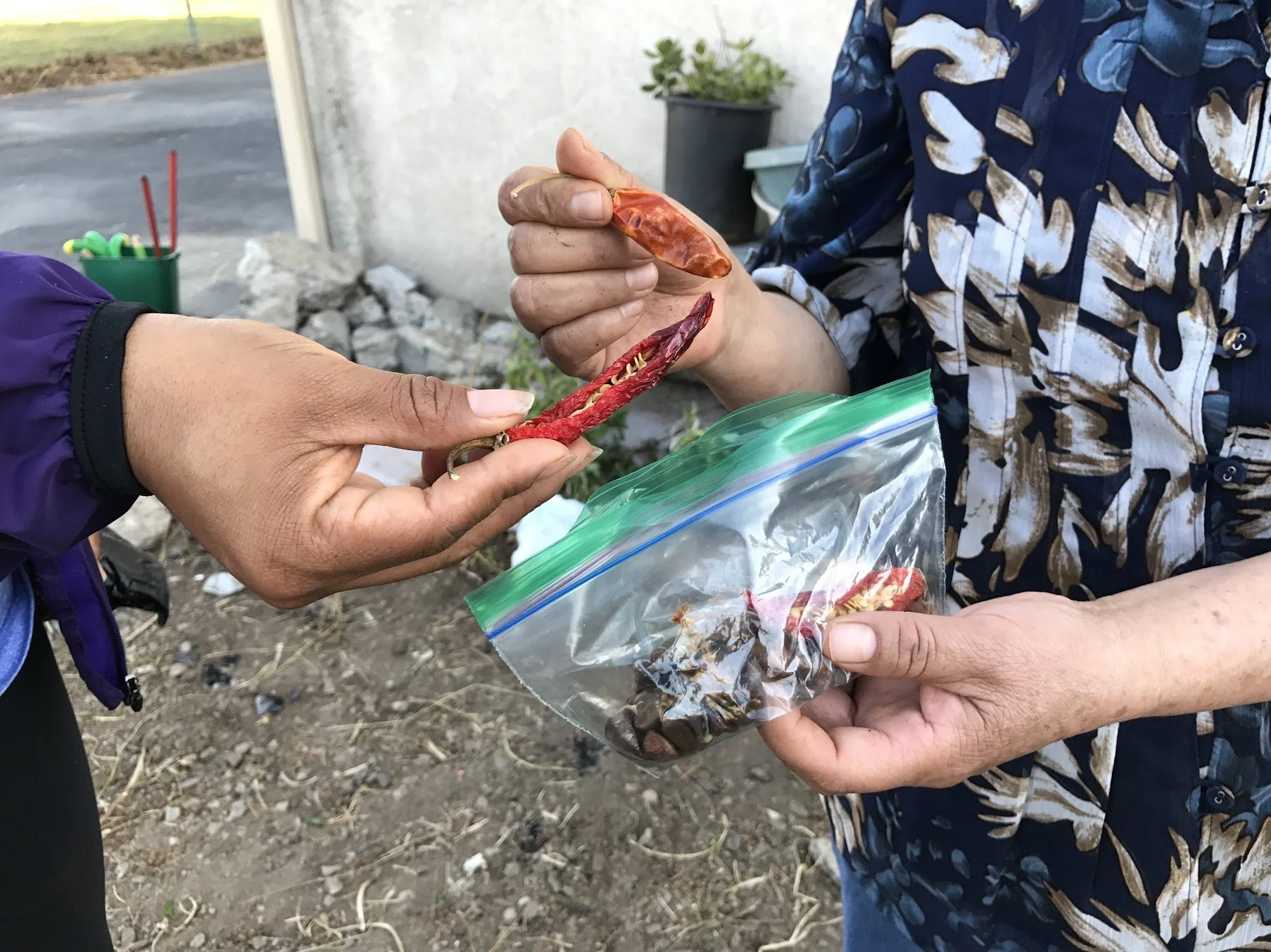 Intercambio de Semillas. Algunas de la semillas que trajeron los miembros de la comunidad las habían guardado por décadas en sus casas esperando el momento de sembrarlas. 
