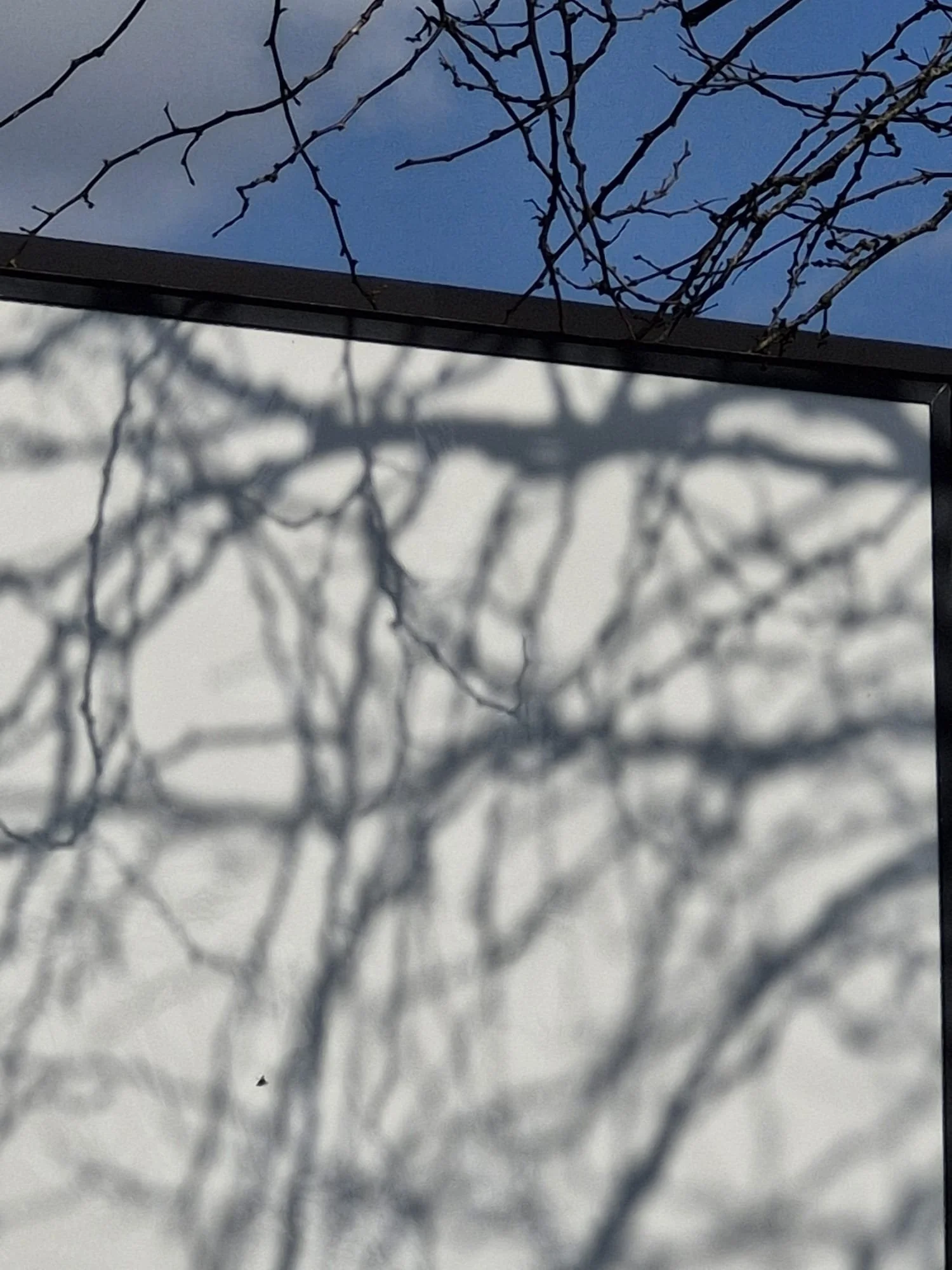 Schaduw van bladloze takken op een wit bord, met een blauwe lucht op de achtergrond.