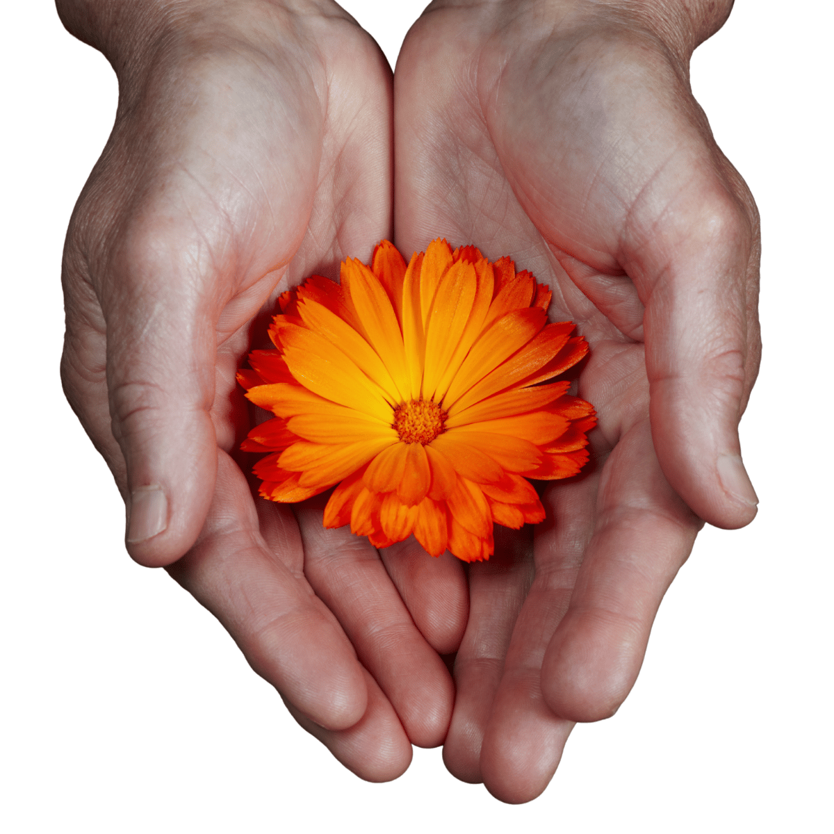 Twee handen met een oranje bloem in de handpalmen. Symbool voor uitreiken naar wie hulp wenst