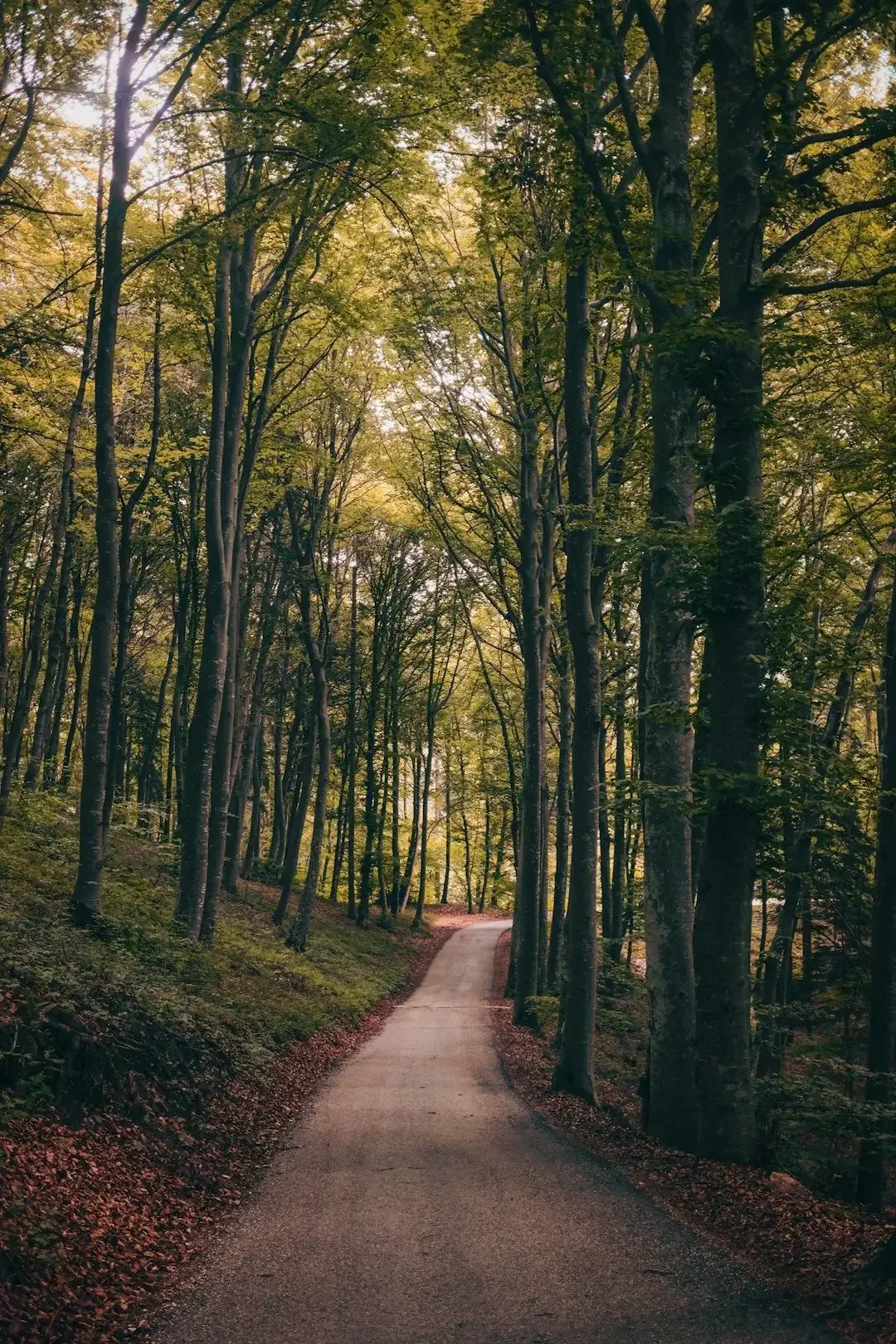 Peaceful forest path symbolizing the journey of healing through therapy across California