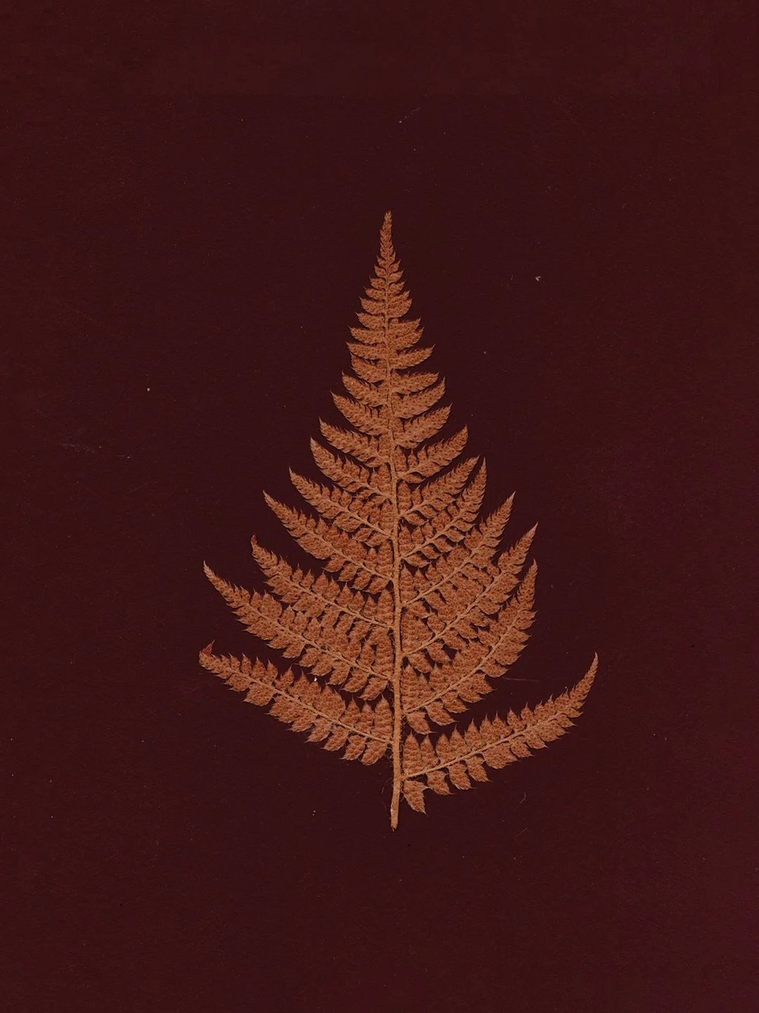 Festive Flower Pressing Workshop