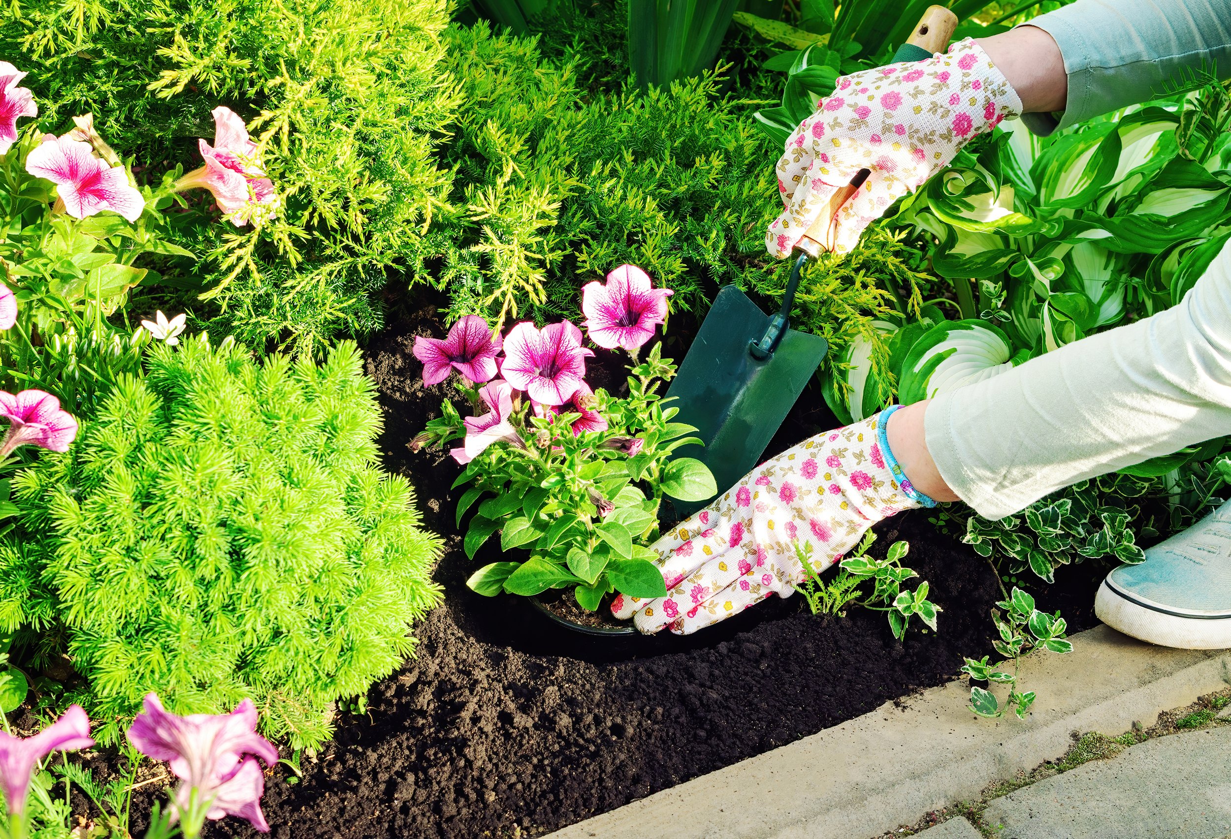 Person gardening, planting pink petunias with a trowel in a flower bed.