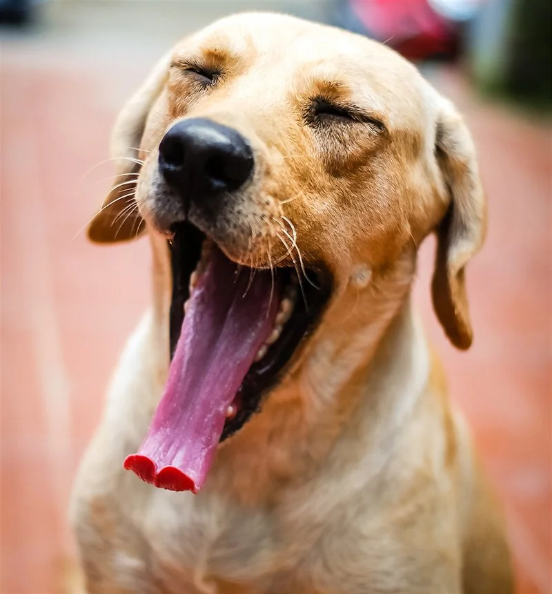 Canine Communication