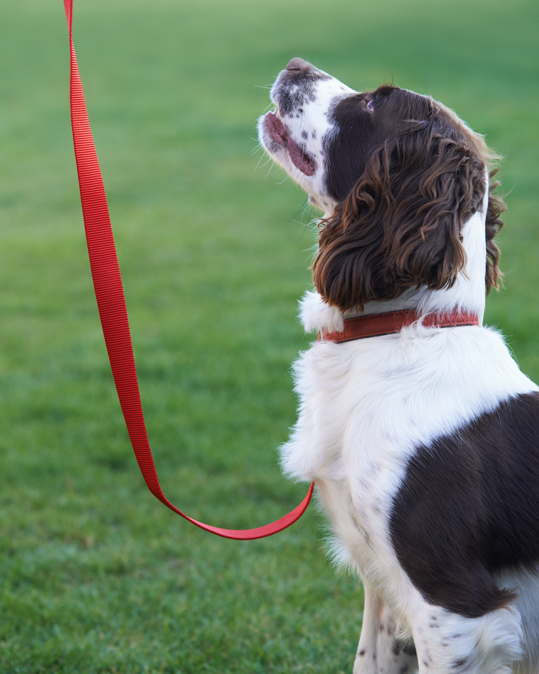 Basic Obedience Class