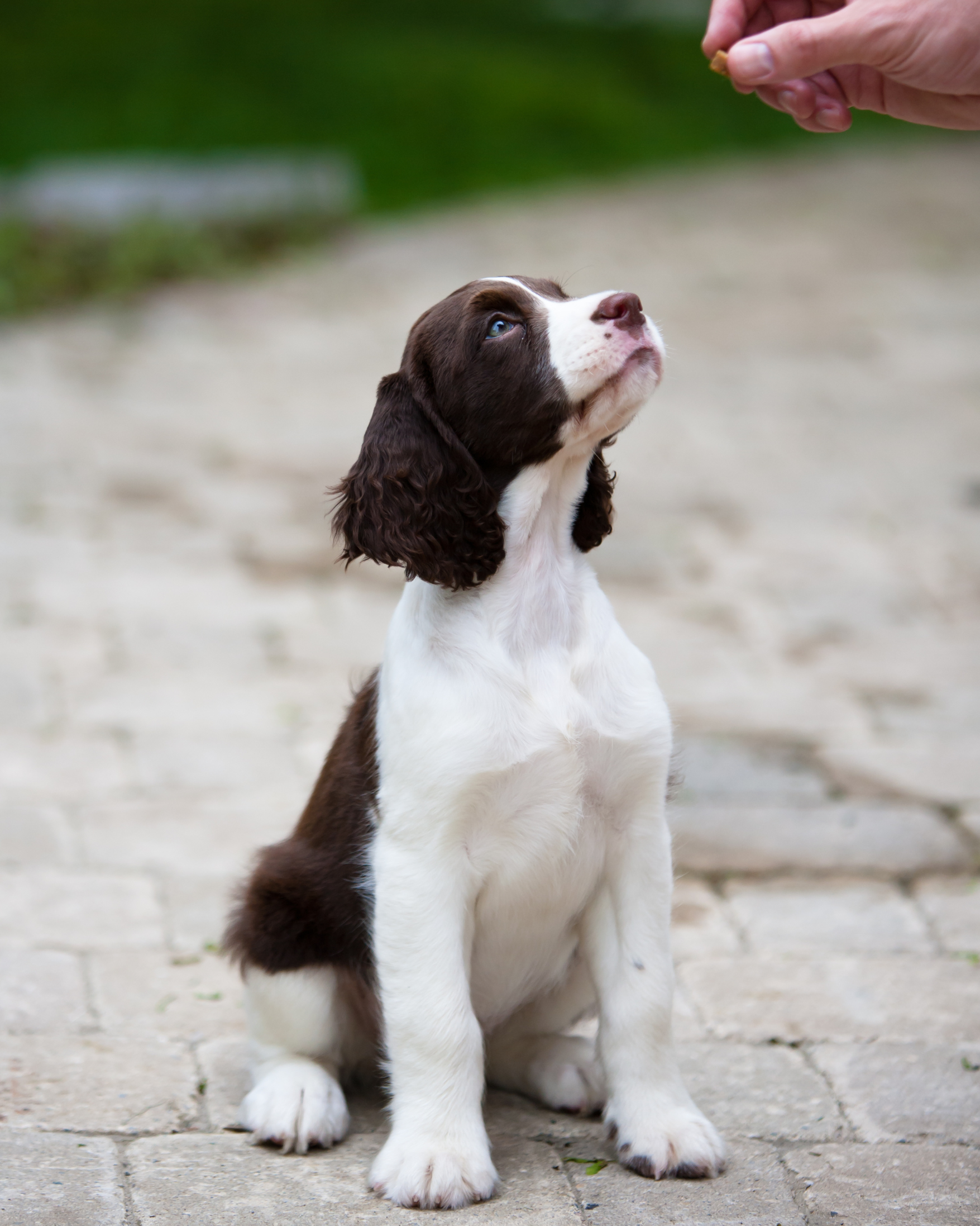 Puppy Class