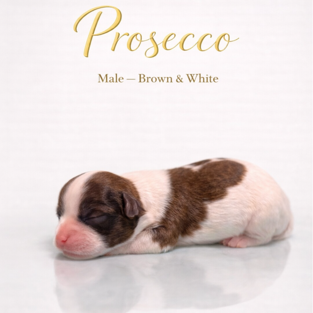 Prosecco