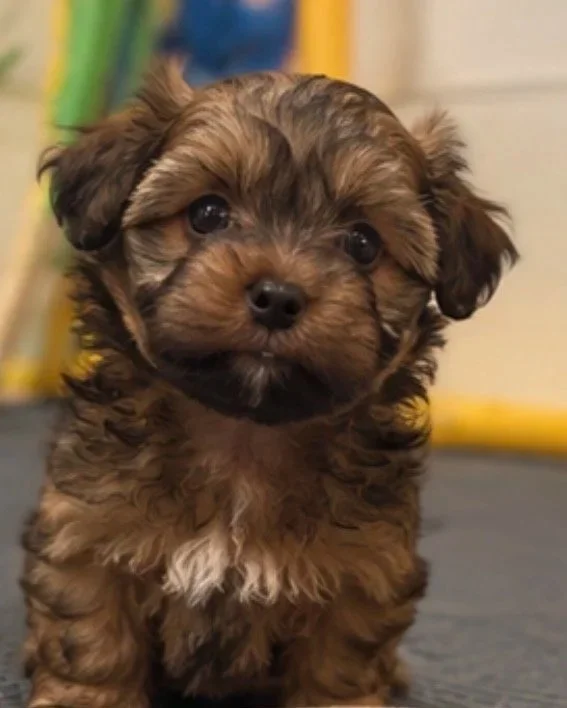 Sophie X Oliver (Java)