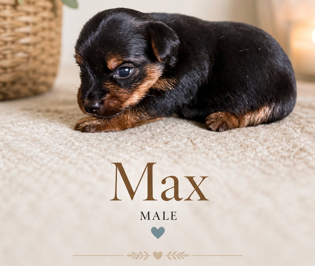 Max
