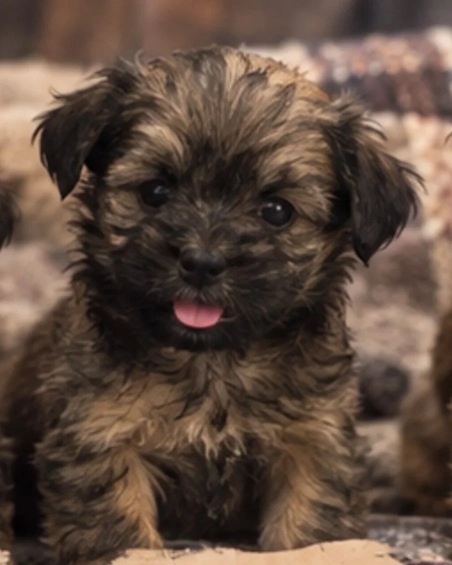 Lola X Oliver (Chocolate)
