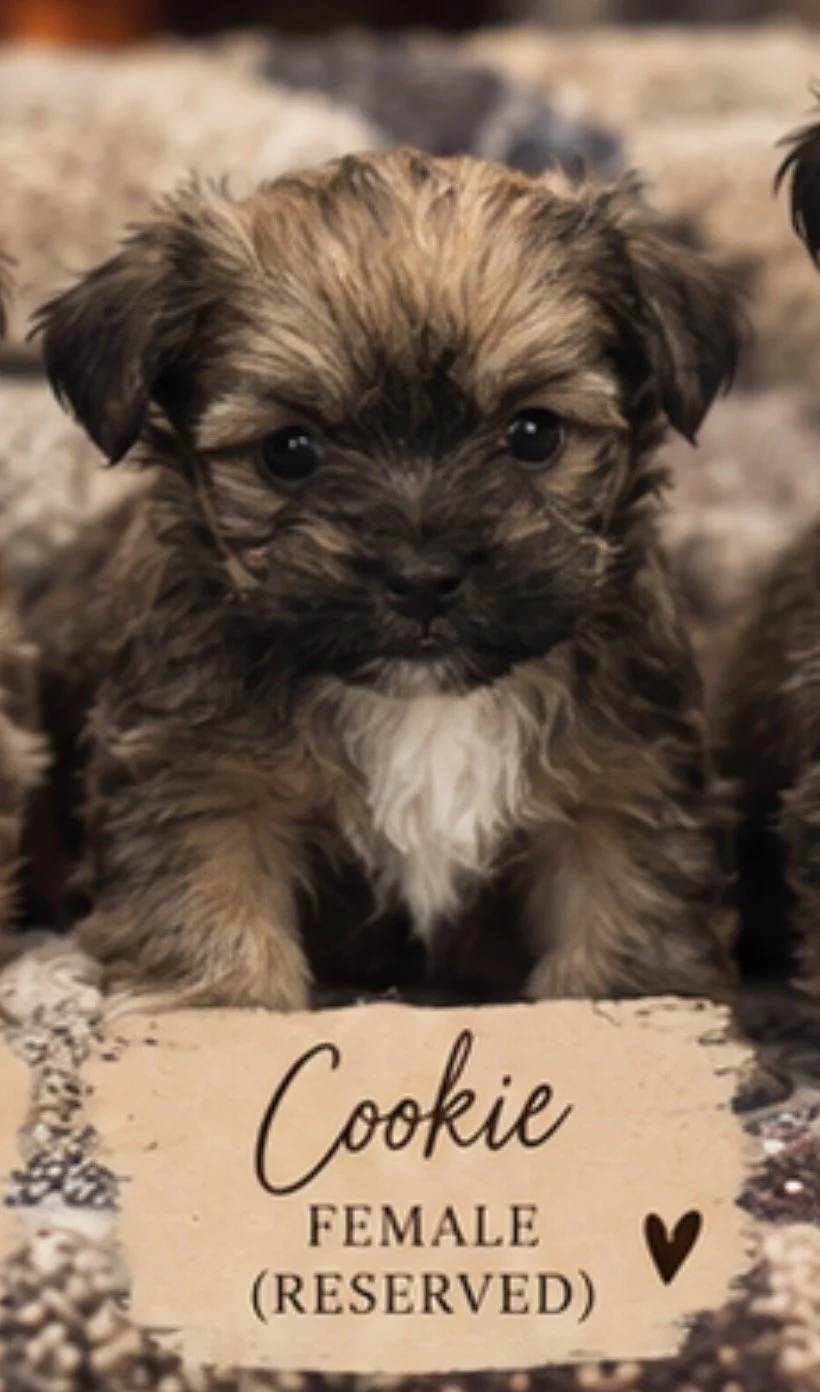 Lola X Oliver (Cookie)