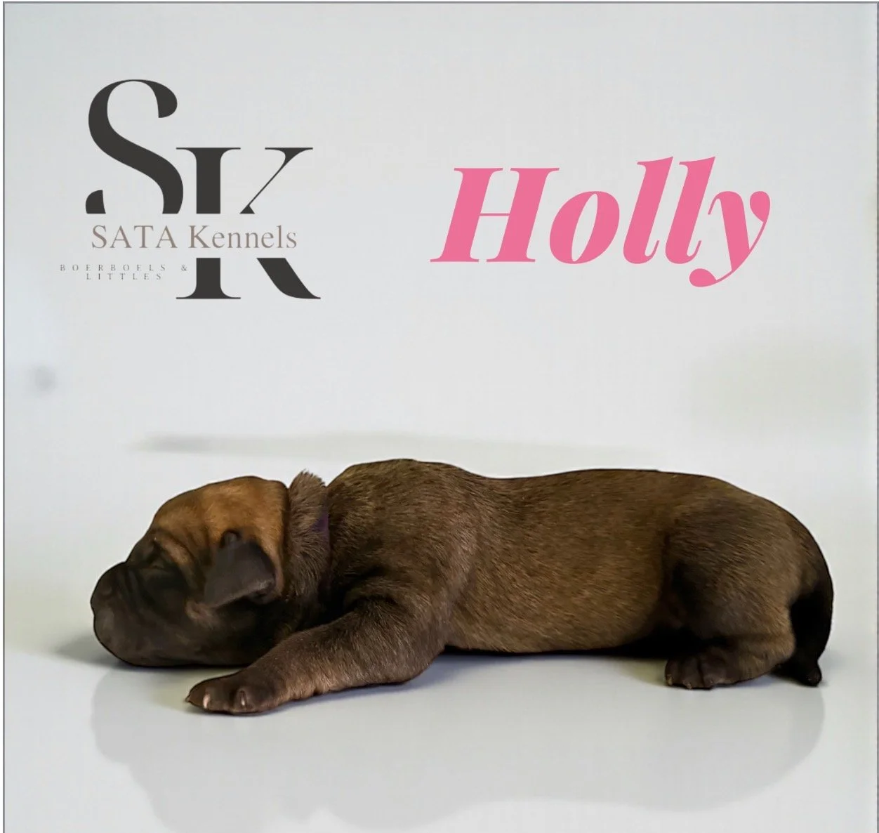 Holly (Pink)