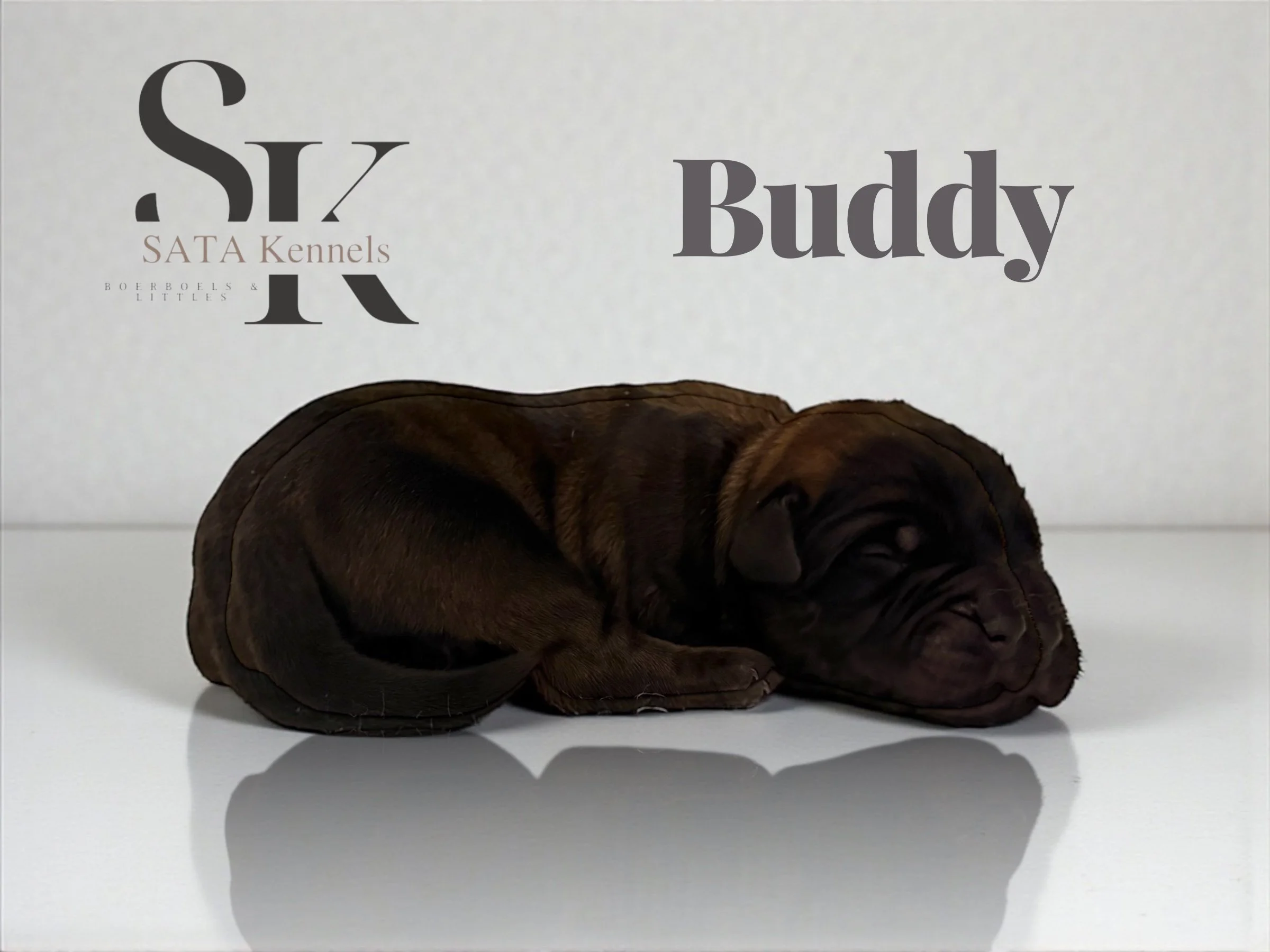 Buddy (Grey) - Reserved