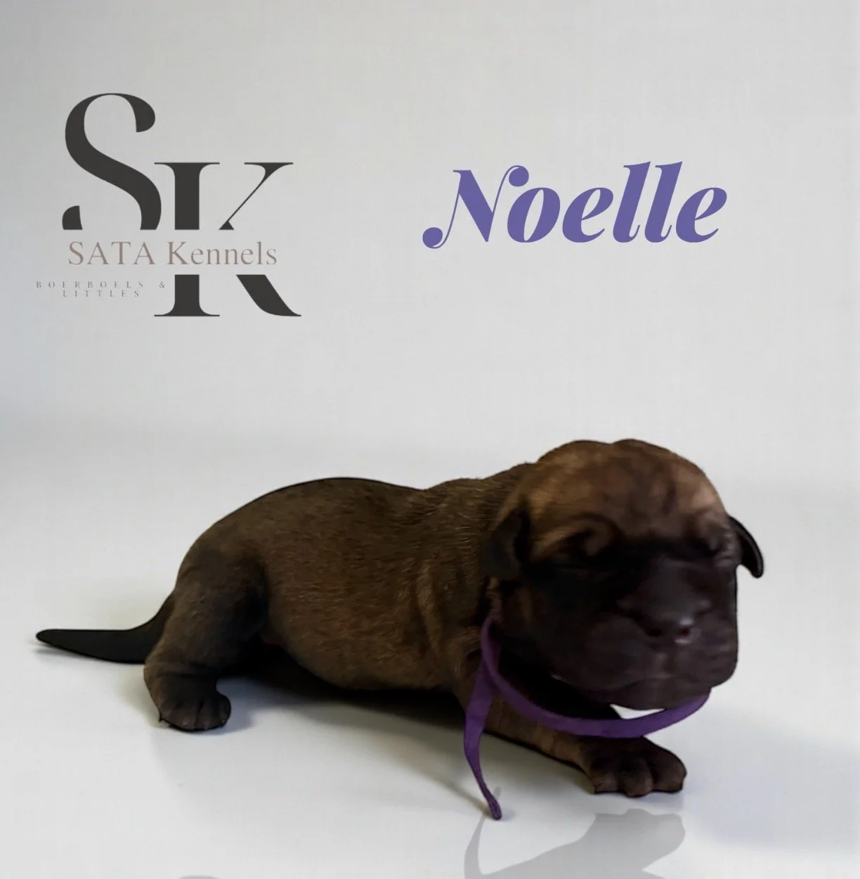 Noelle (Purple) - Reserved