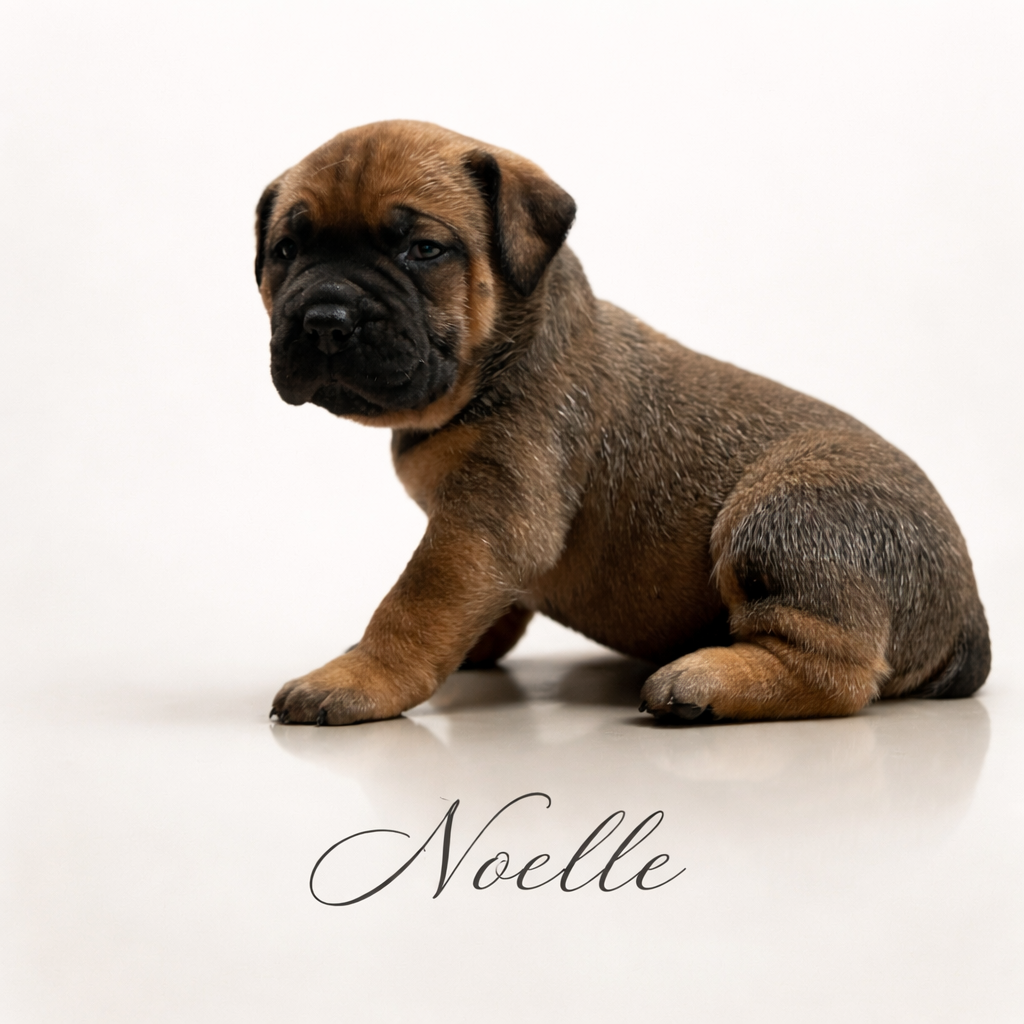 Noelle (Purple) - Reserved