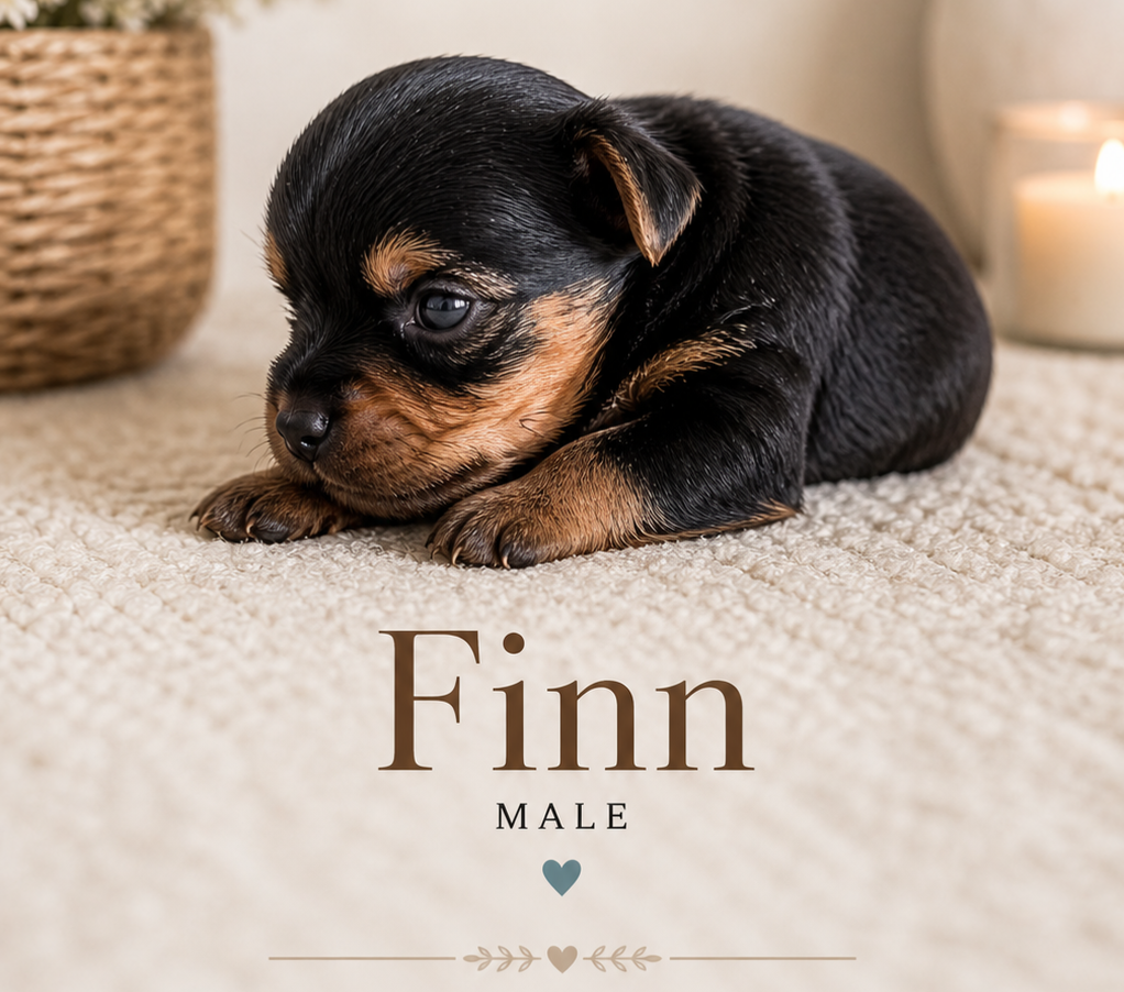 Finn