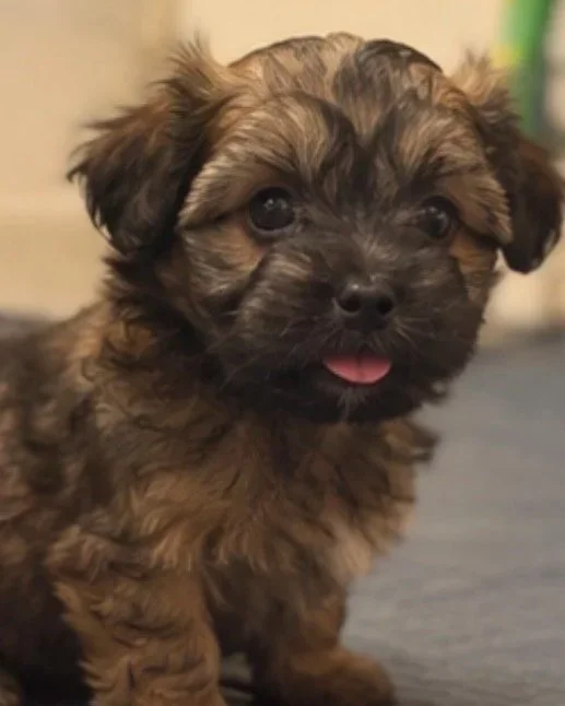 Sophie X Oliver (Brew)