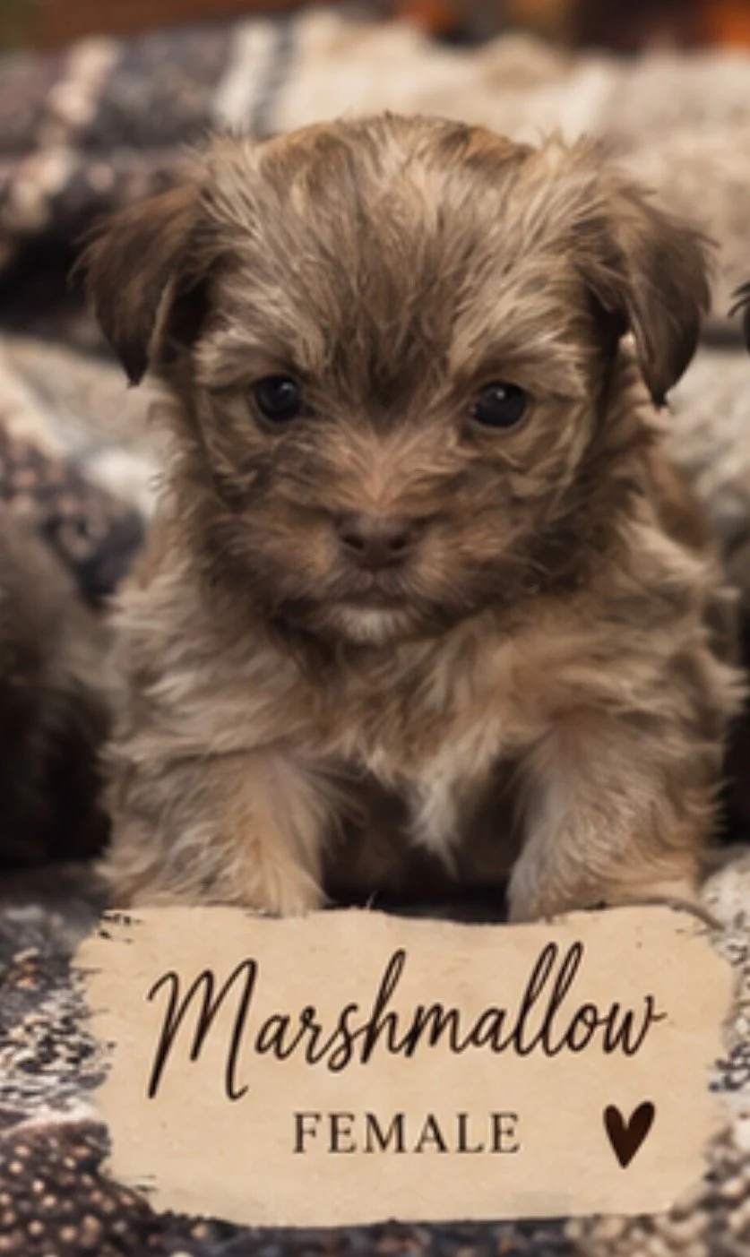 Lola X Oliver (Marshmellow)