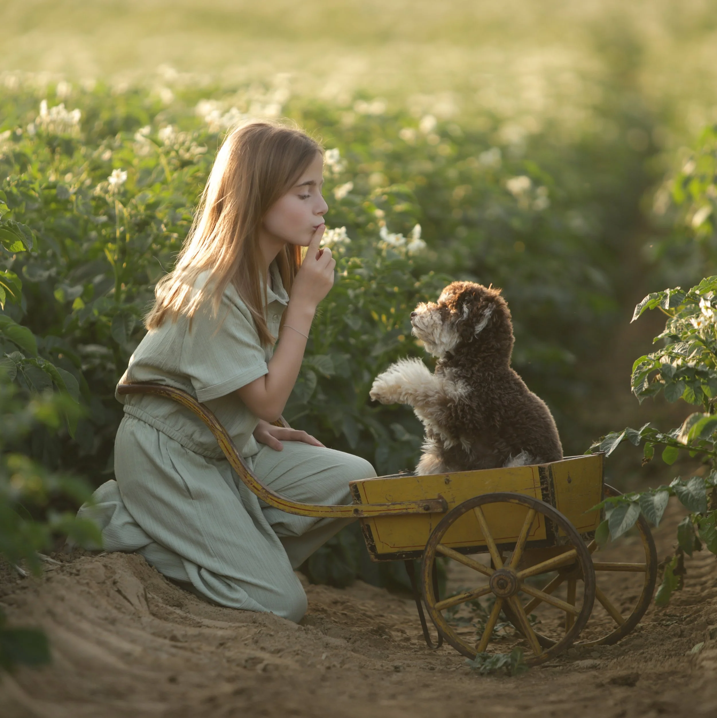 kinderfotografie-hond-in-karretje-aardappelveld.jpg