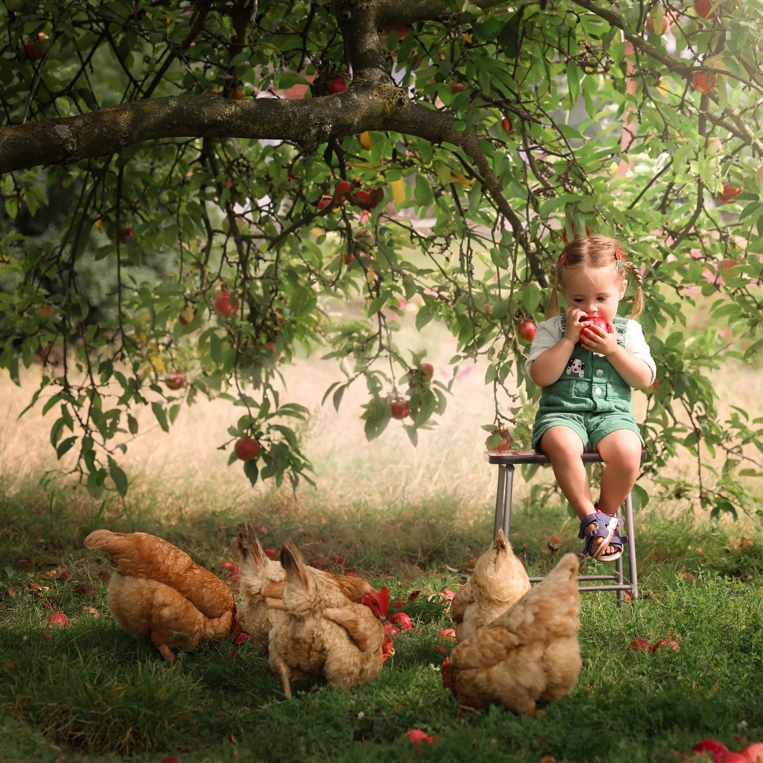 kinderfotografie-appel-eten-bij-de-kippen-magisch.jpg