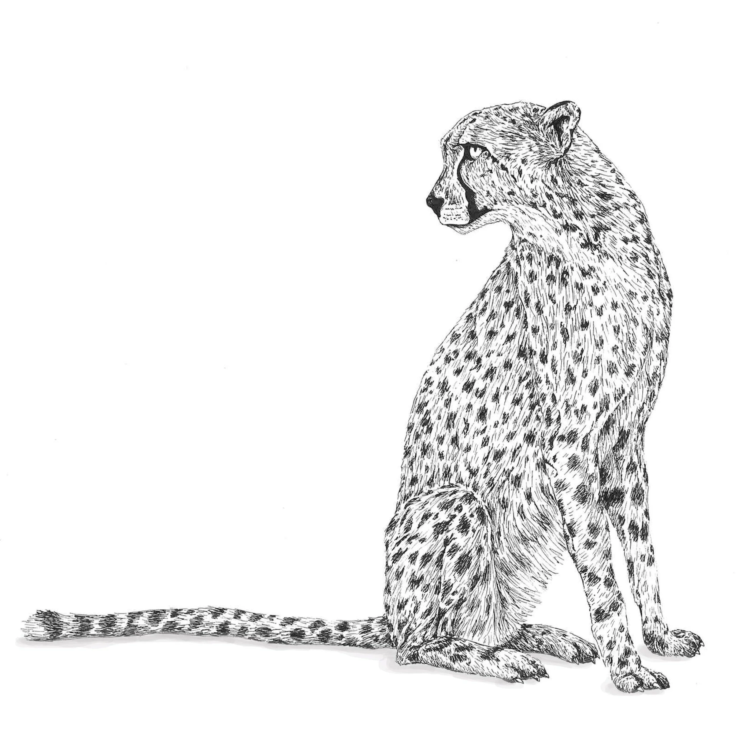 Cheetah zittend4 - kopie.jpg