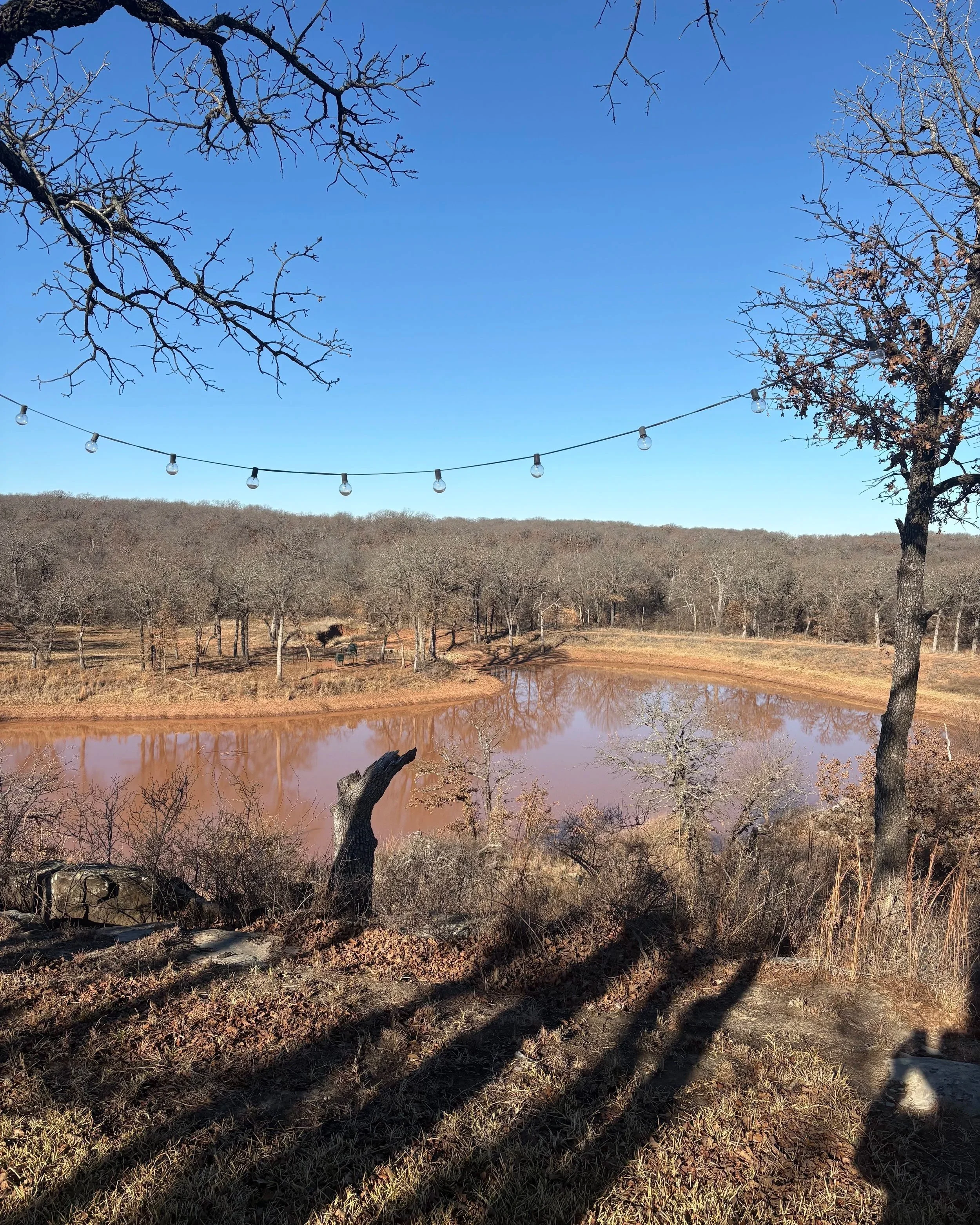 A scenic landscape with leafless trees, a pinkish pond, and a clear blue sky. String lights are hung between two trees in the foreground.