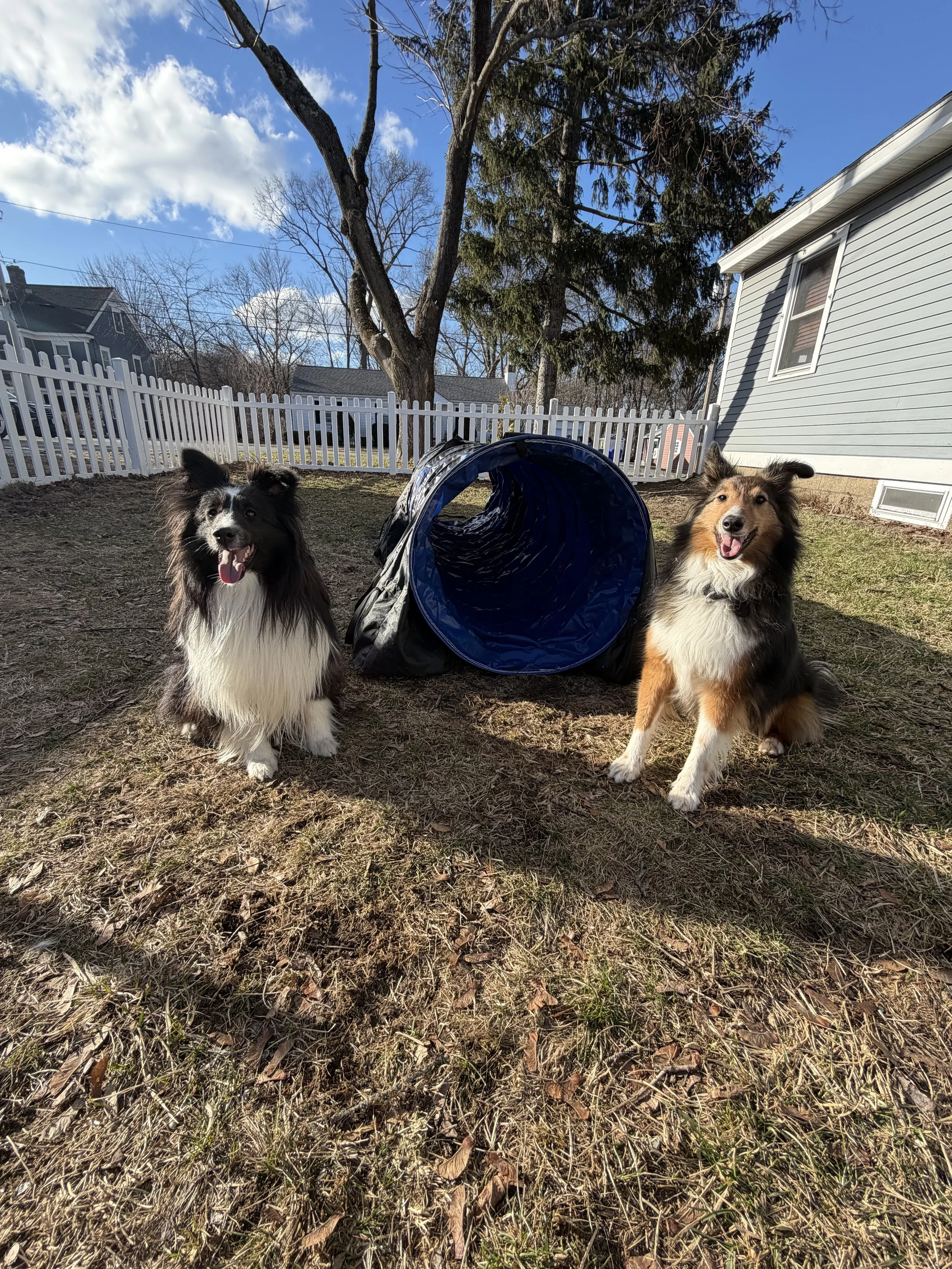 Two shelties sitting on each side of a agility tunnel