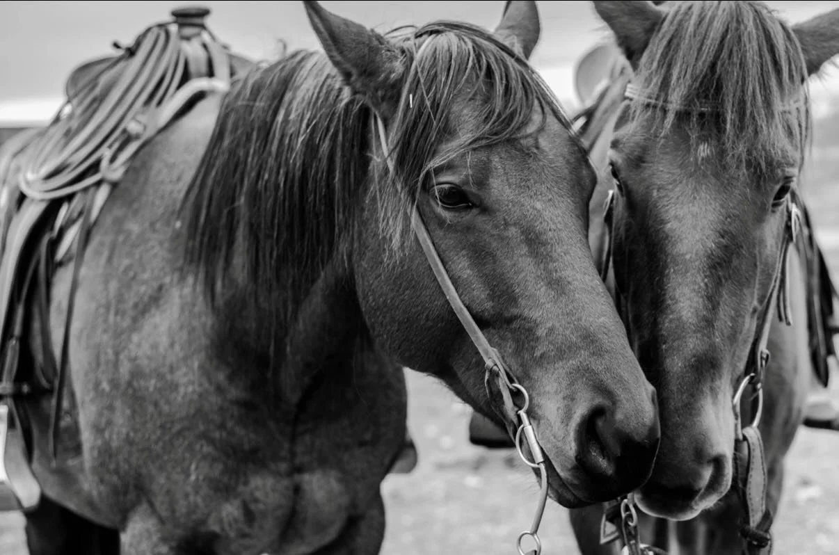 In a ranching family, every generation plays a role but not every role is the same.

The founder (older generation) is the one who starts it. They take the risk, buy the first cows, secure the land, and do whatever it takes to survive. Grit, sacrific