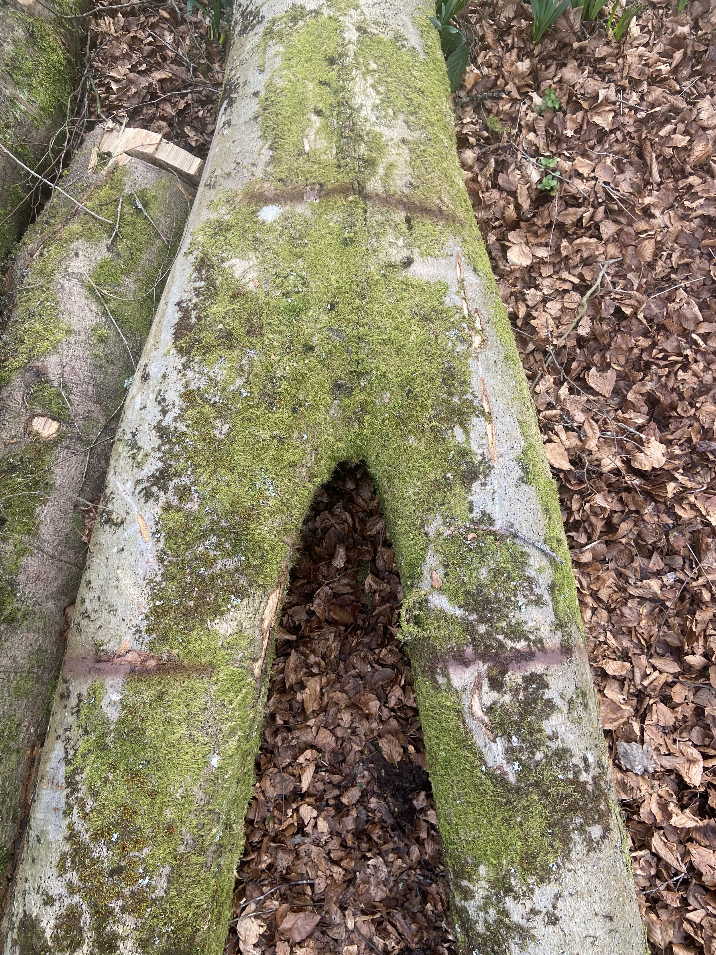 sprayed beech.jpg