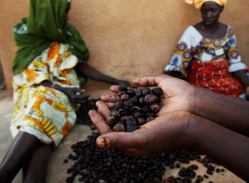 Nigeria's Six-Month Ban on Raw Shea Nut Exports: Implications for the Economy and the Global Beauty Industry