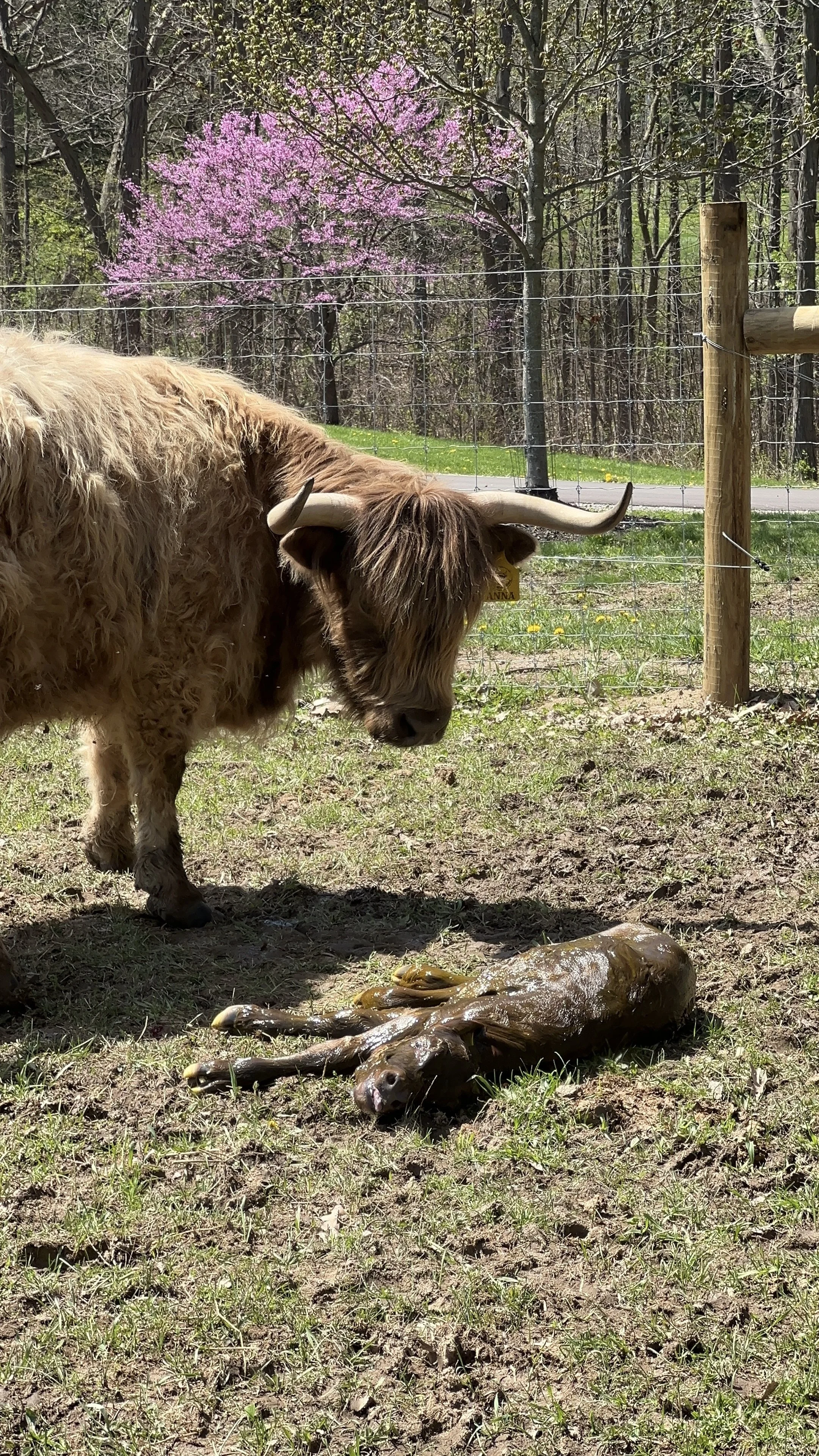 A baby cow outdoors at Mini Mitten Acres, in Davison, Michigan.