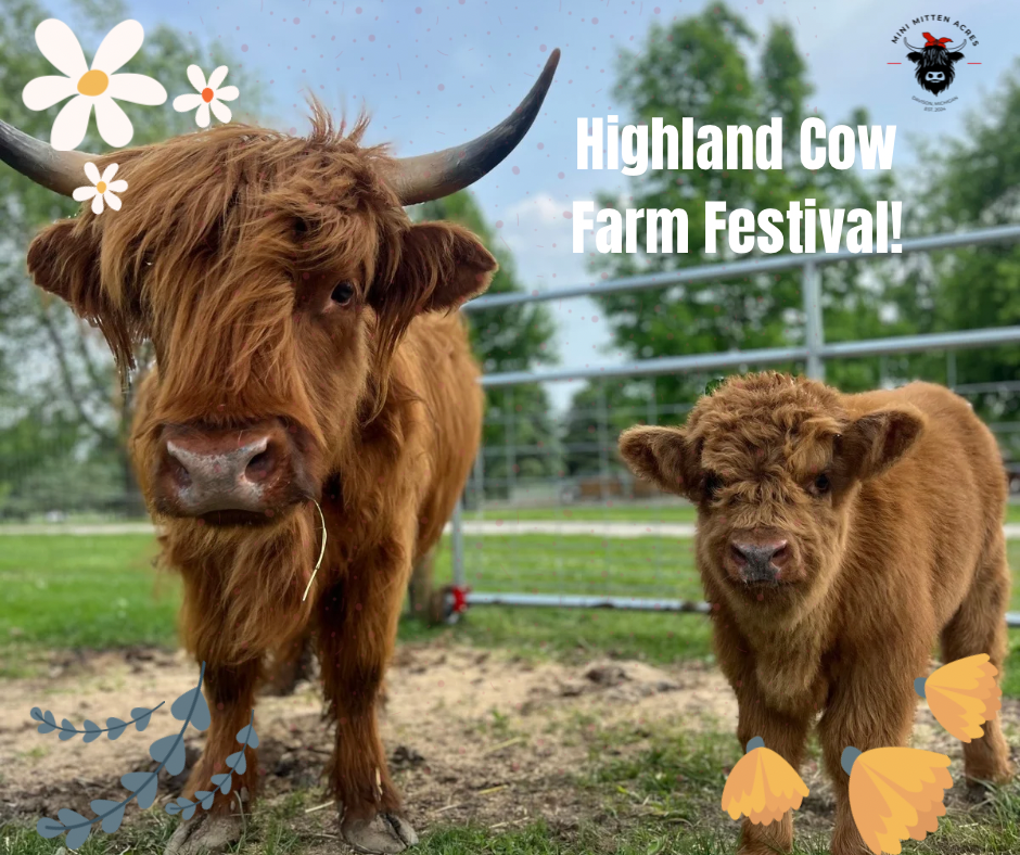 Highland Cow Farm Festival (Sold out)