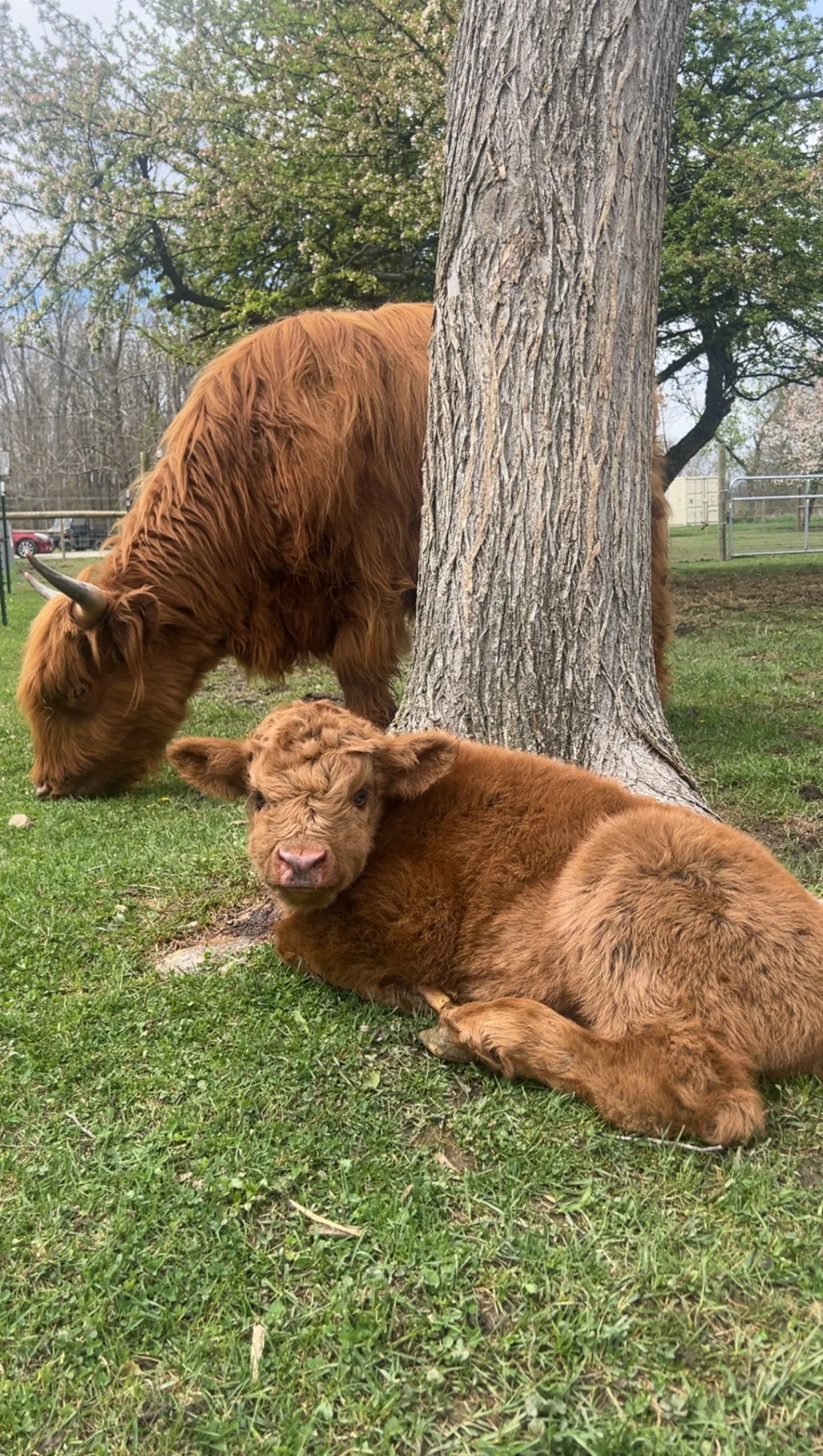 A Highland cow grazing near a tree and a calf lying on the grass at Mini Mitten Acres, in Davison, Michigan.