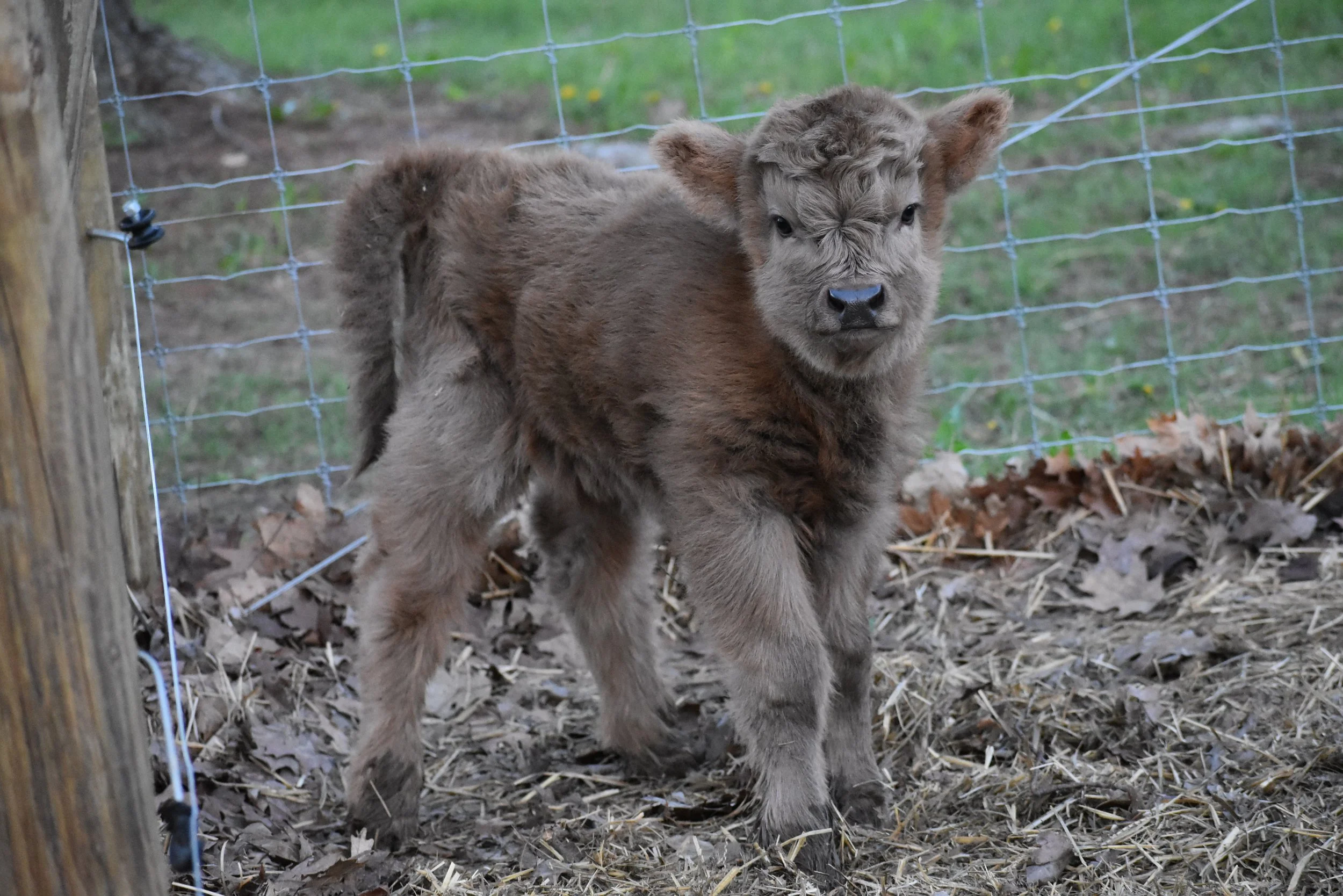 Mini Mitten Acres | Miniature Highland Cows